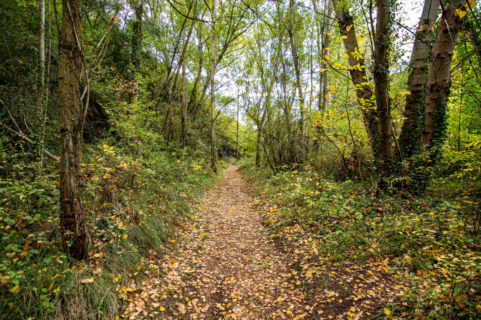 Nikon D7100 sample photo. Autumn, leaves, nature photography