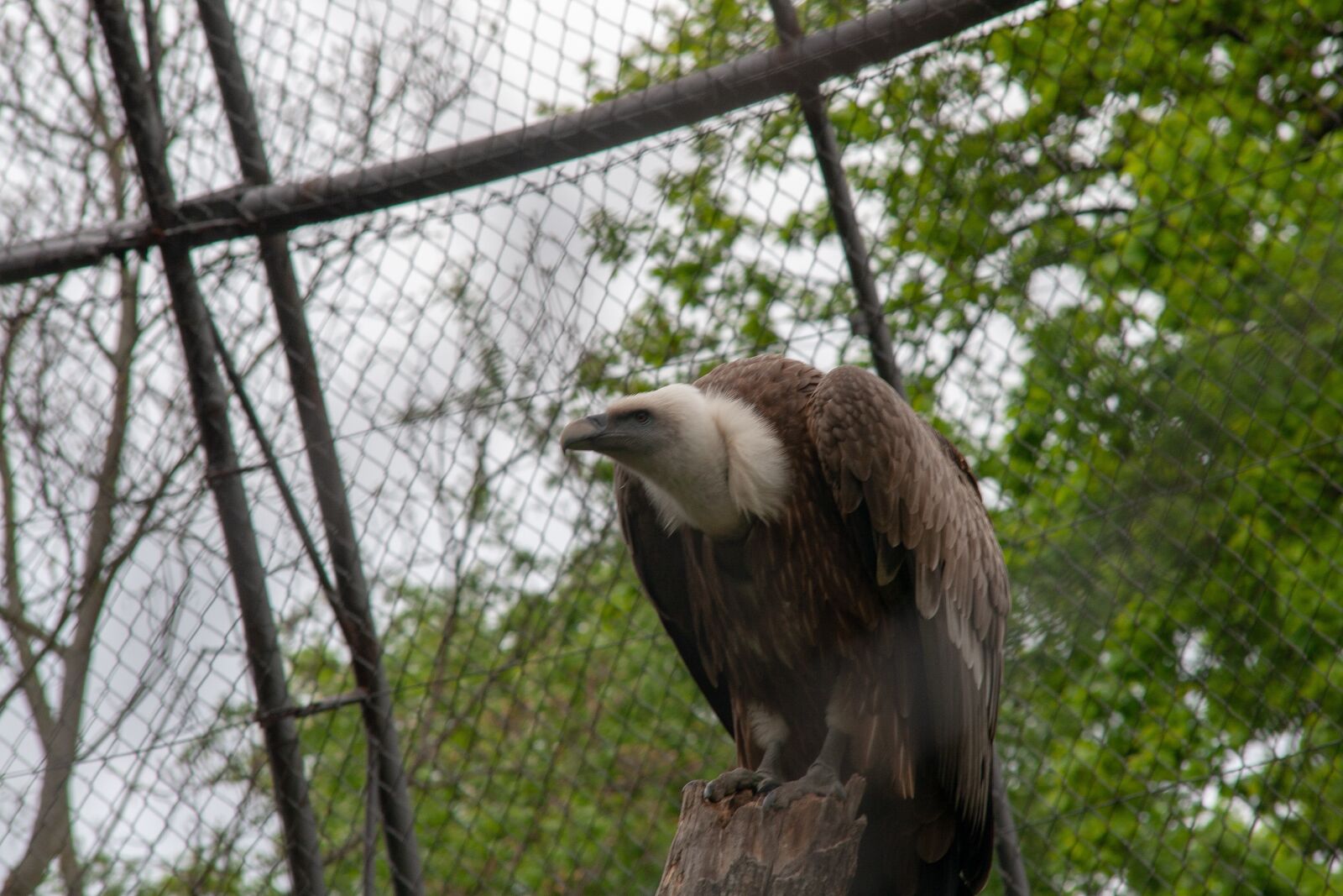 Canon EOS 400D (EOS Digital Rebel XTi / EOS Kiss Digital X) sample photo. Wild animals, animal, zoo photography