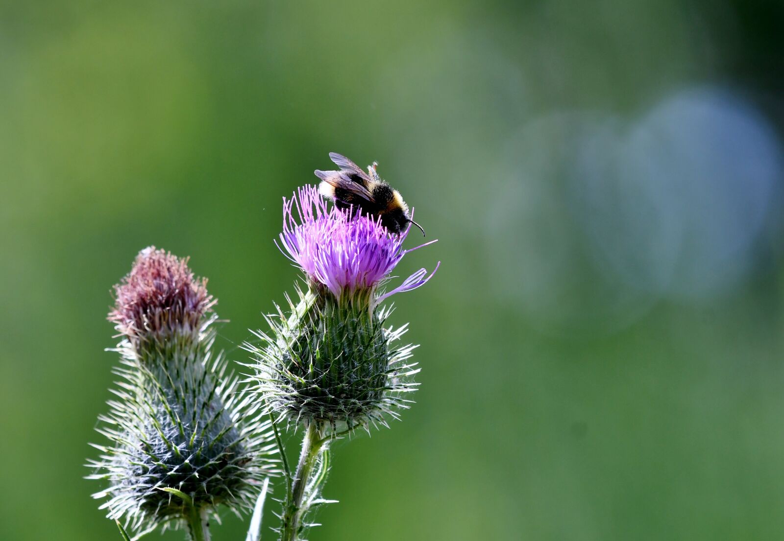 Nikon D500 sample photo. Thistles, bee, bug photography