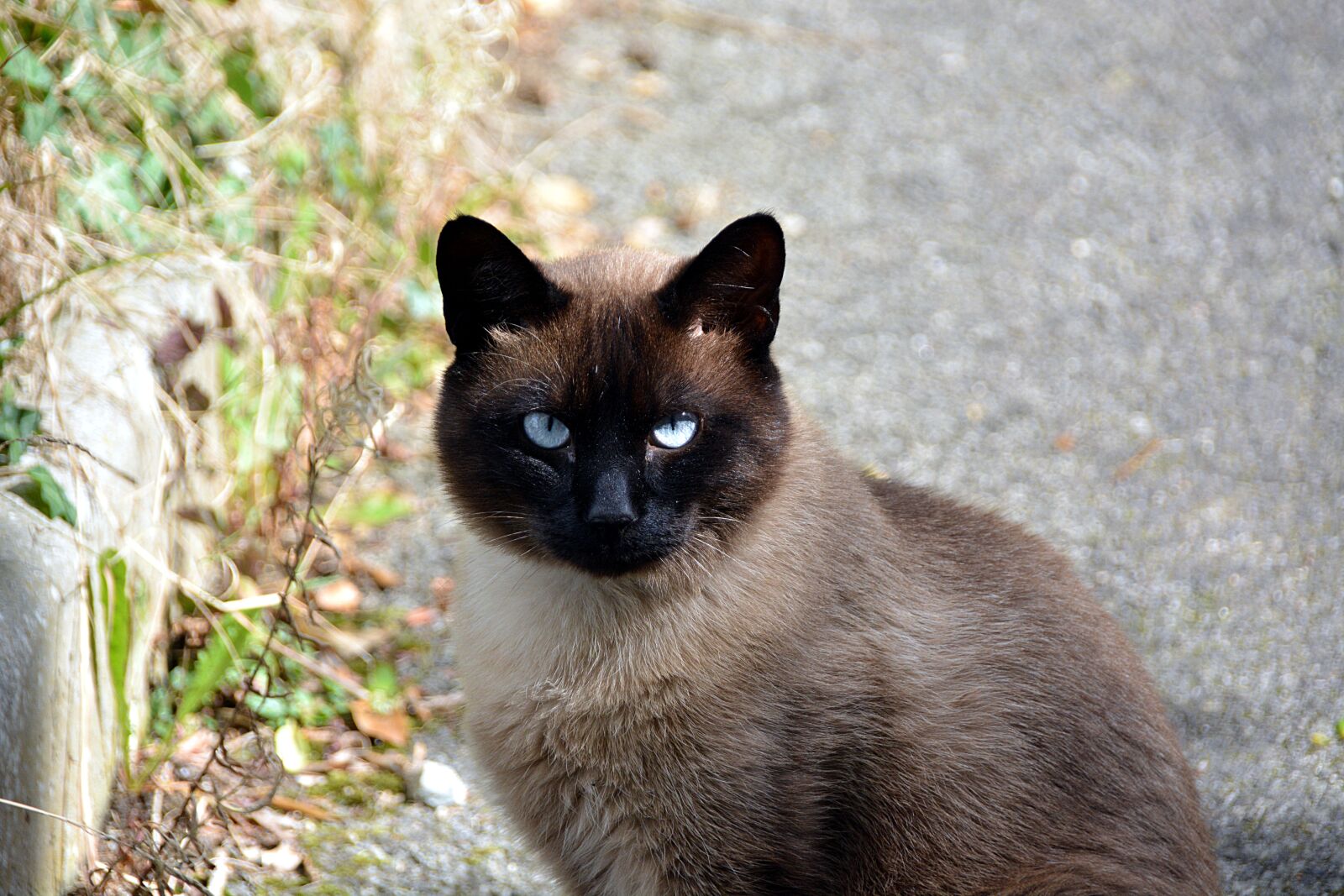 Nikon D5200 sample photo. Cat, siamese cat, feline photography