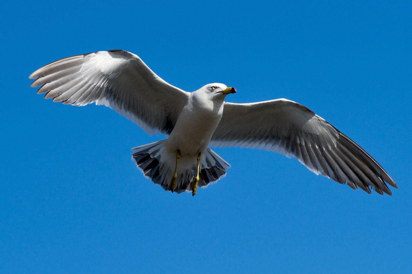 Sony a99 II sample photo. Seagull, sky, blue photography