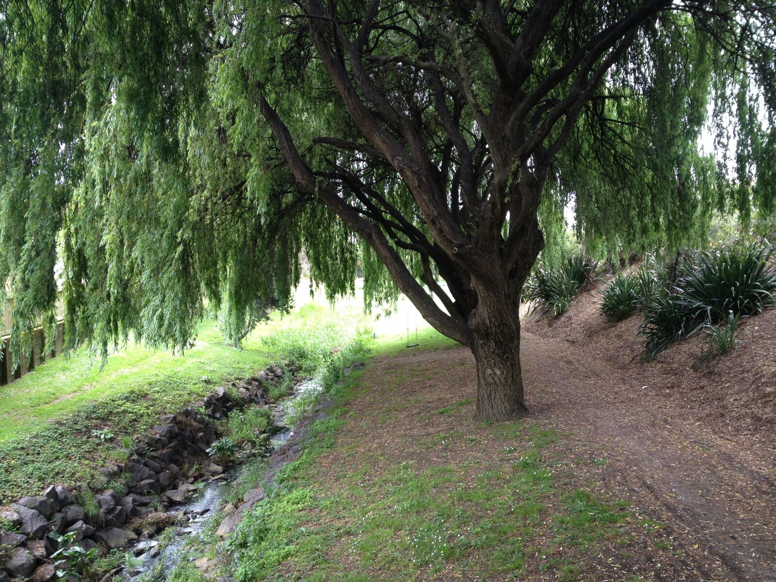 iPhone 4S back camera 4.28mm f/2.4 sample photo. Path, willow, tree photography
