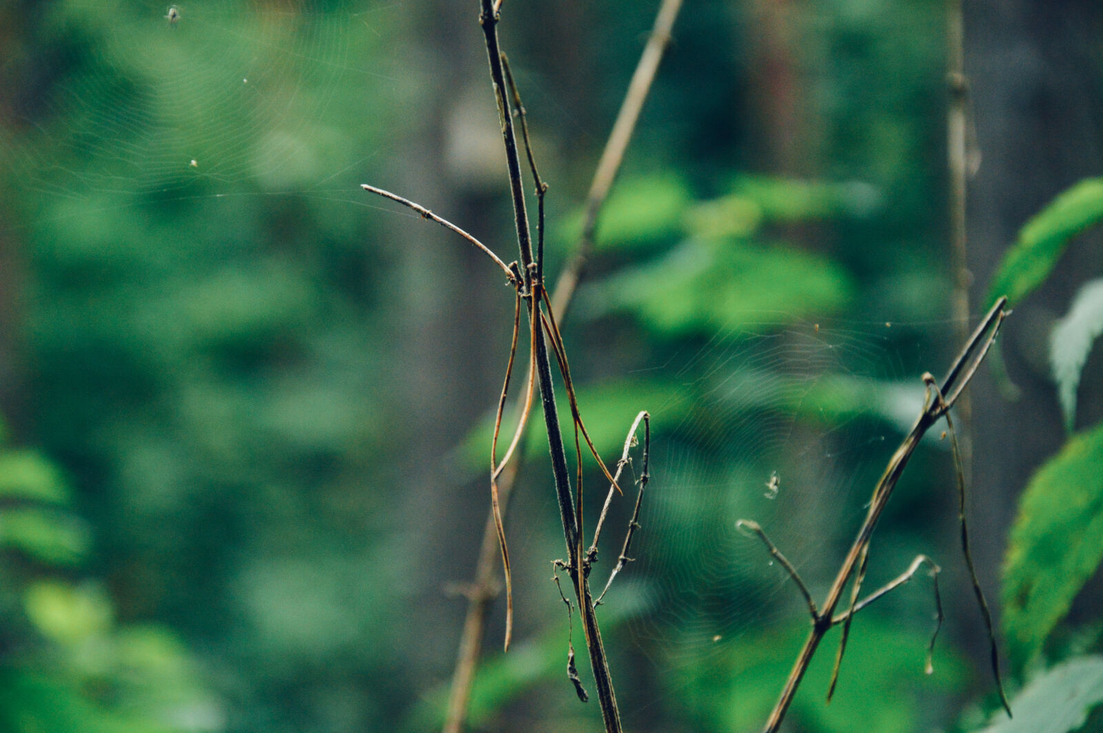 Nikon D3200 sample photo. Bush, stick photography