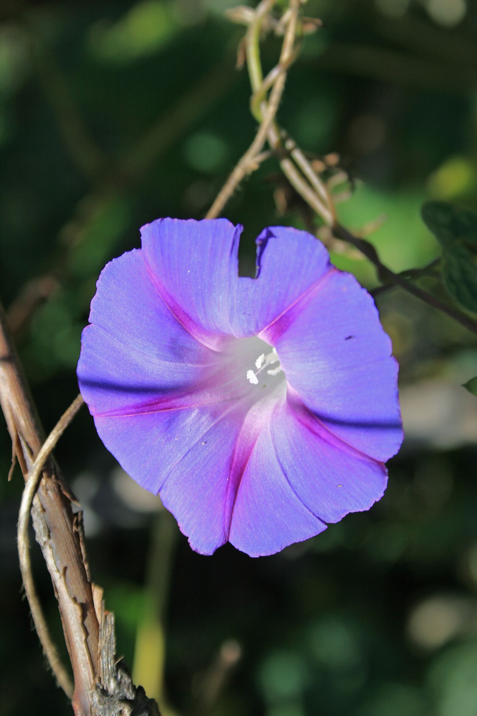 Canon EOS 400D (EOS Digital Rebel XTi / EOS Kiss Digital X) sample photo. Purple morning glory flower photography