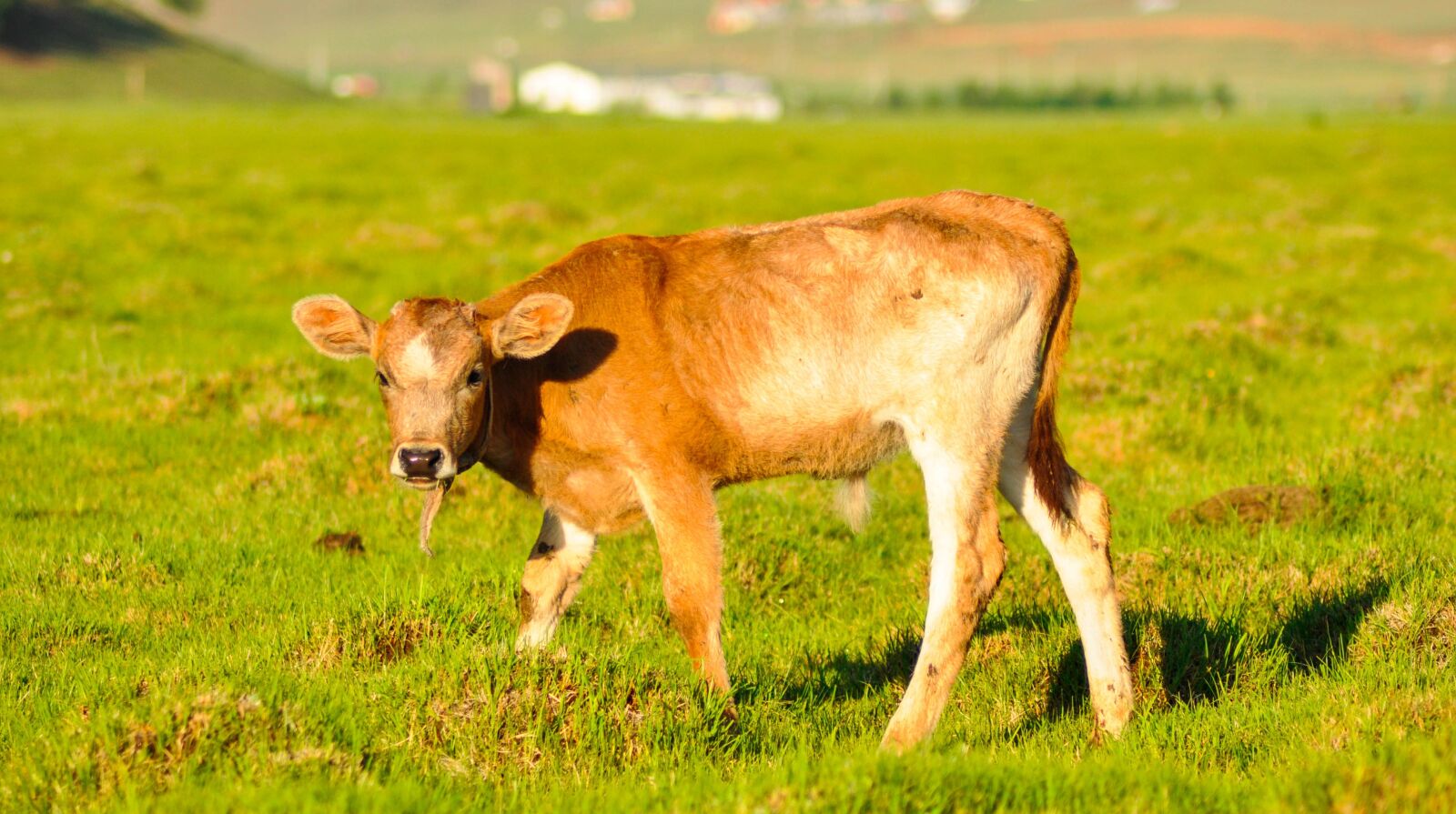 Nikon D90 sample photo. Cattle, calf, cow photography