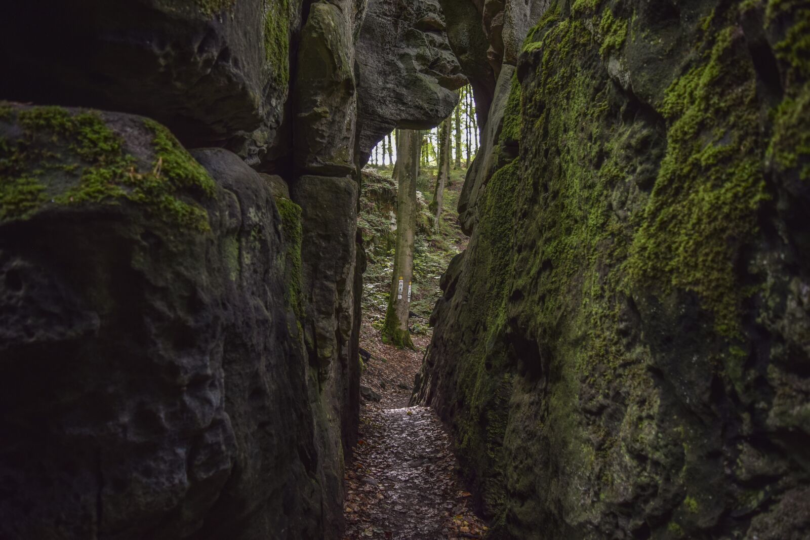 Nikon D3300 sample photo. Forest, nature, landscape photography