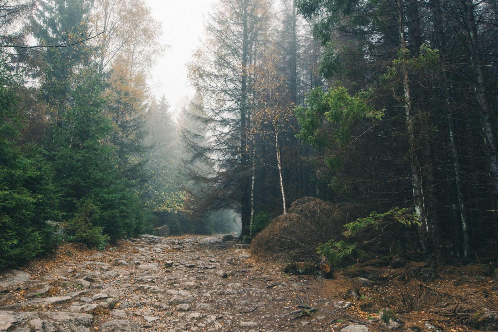 Nikon D7200 sample photo. Forest, trail, conifer photography