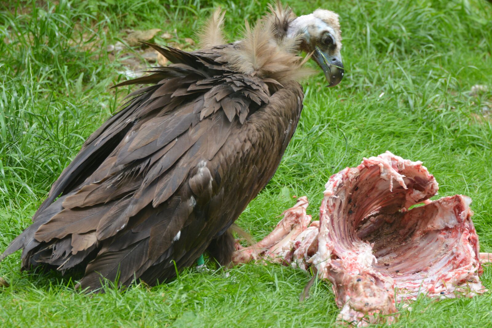Nikon D5200 sample photo. Vulture, animal, bird photography