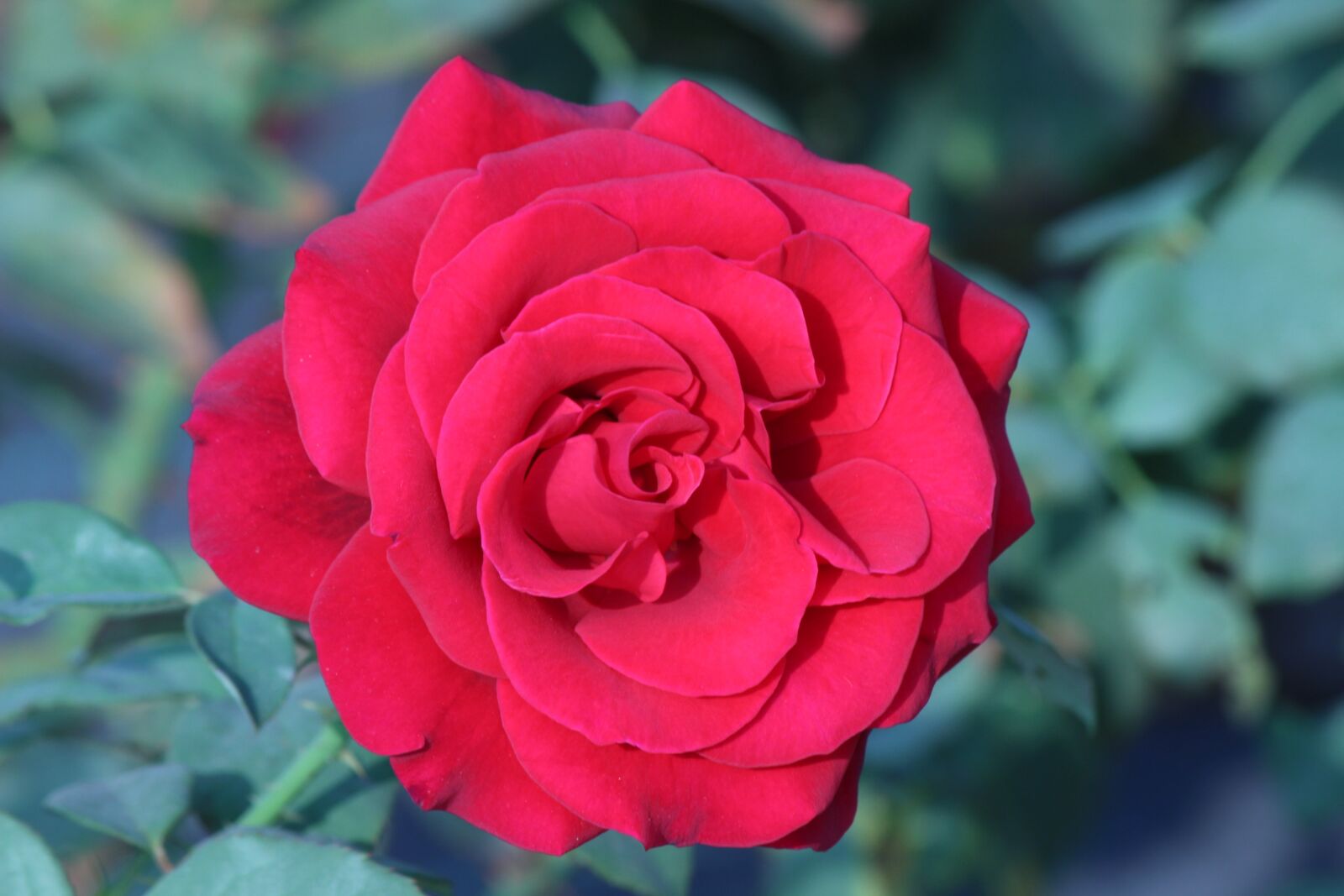 Canon EF-S 55-250mm F4-5.6 IS II sample photo. Nature, flowers, roses photography