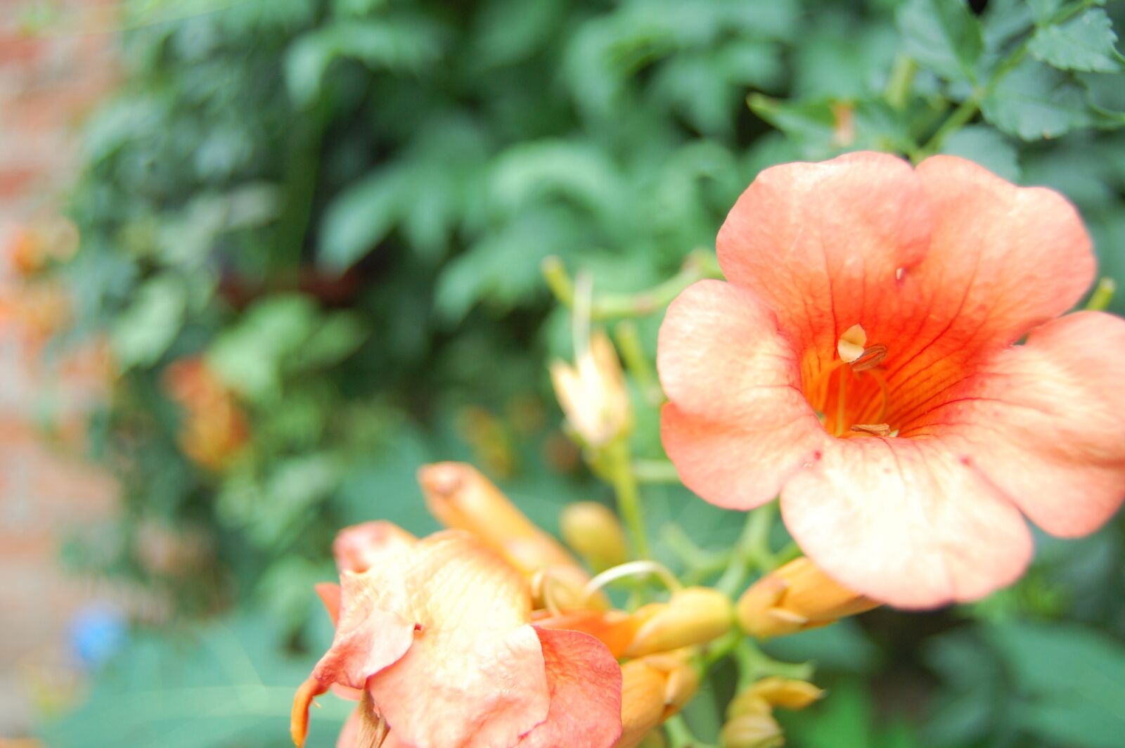 Nikon D40 sample photo. Flower, is, best photography