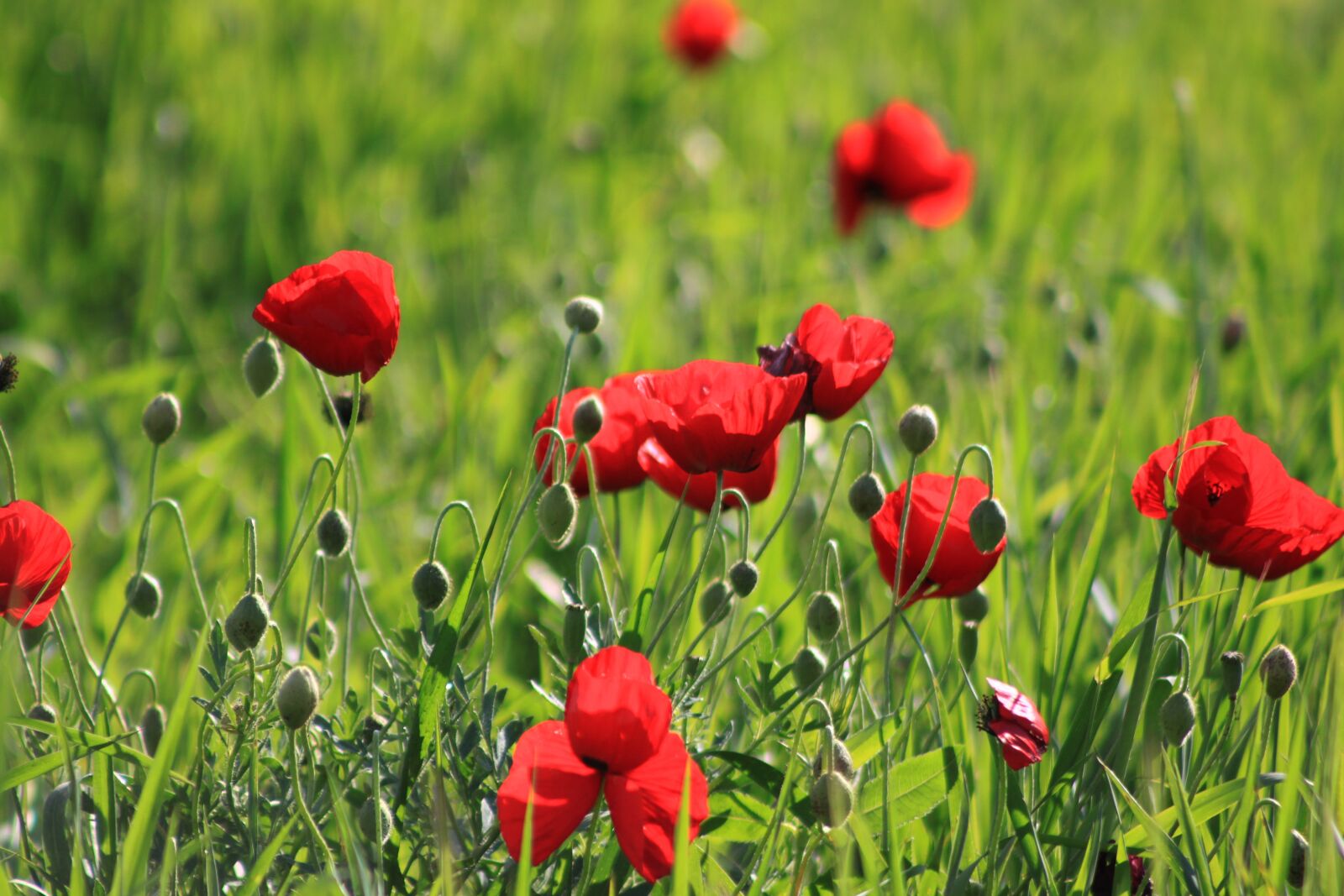 Canon EOS 500D (EOS Rebel T1i / EOS Kiss X3) sample photo. Papaver rhoeas, flower, red photography