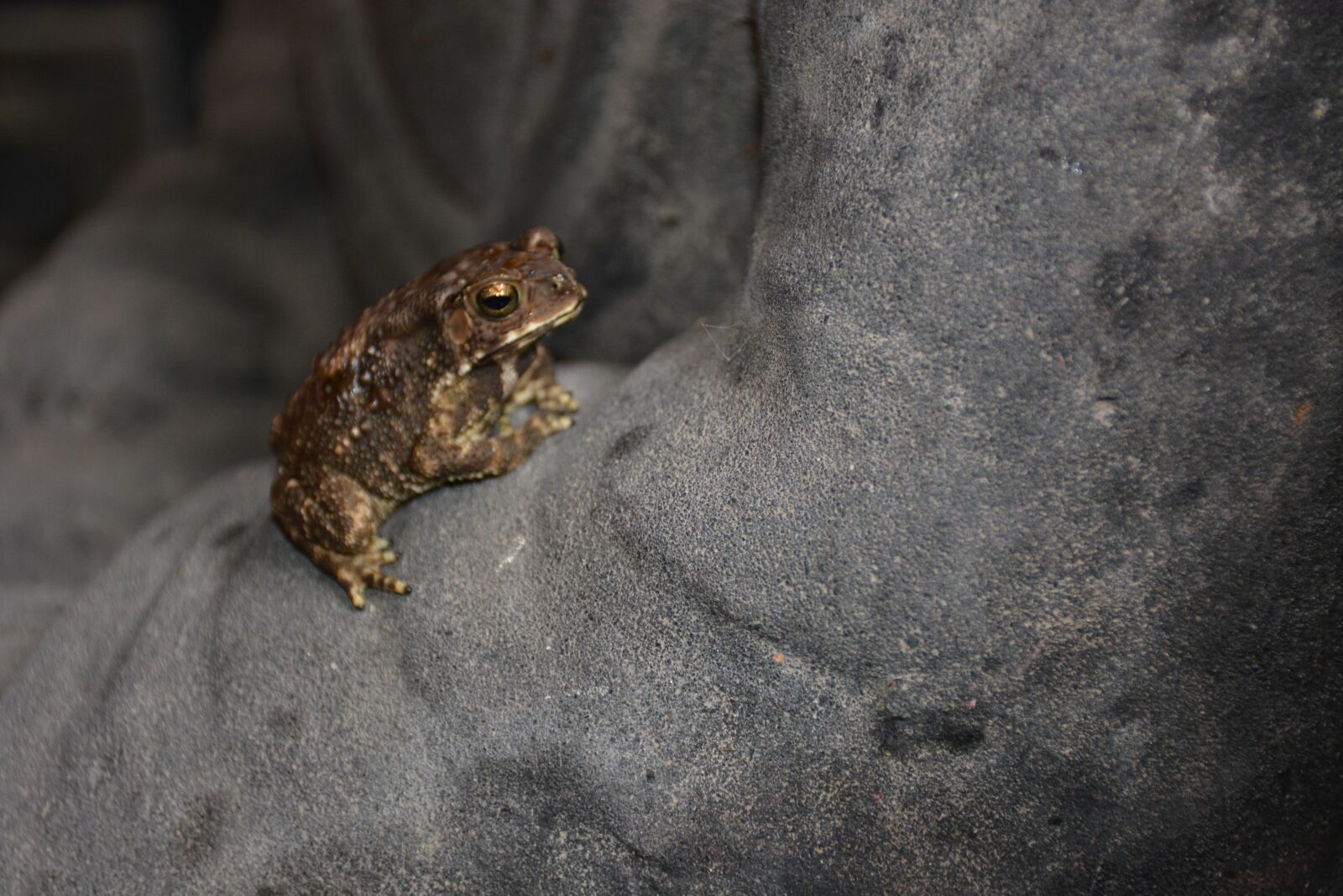 Nikon D5200 sample photo. Frog, nature photography