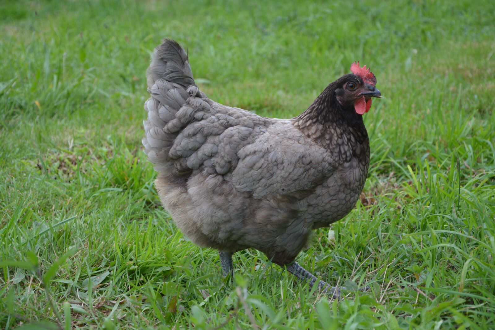 Nikon D5200 sample photo. Hen ashy, laying hen photography