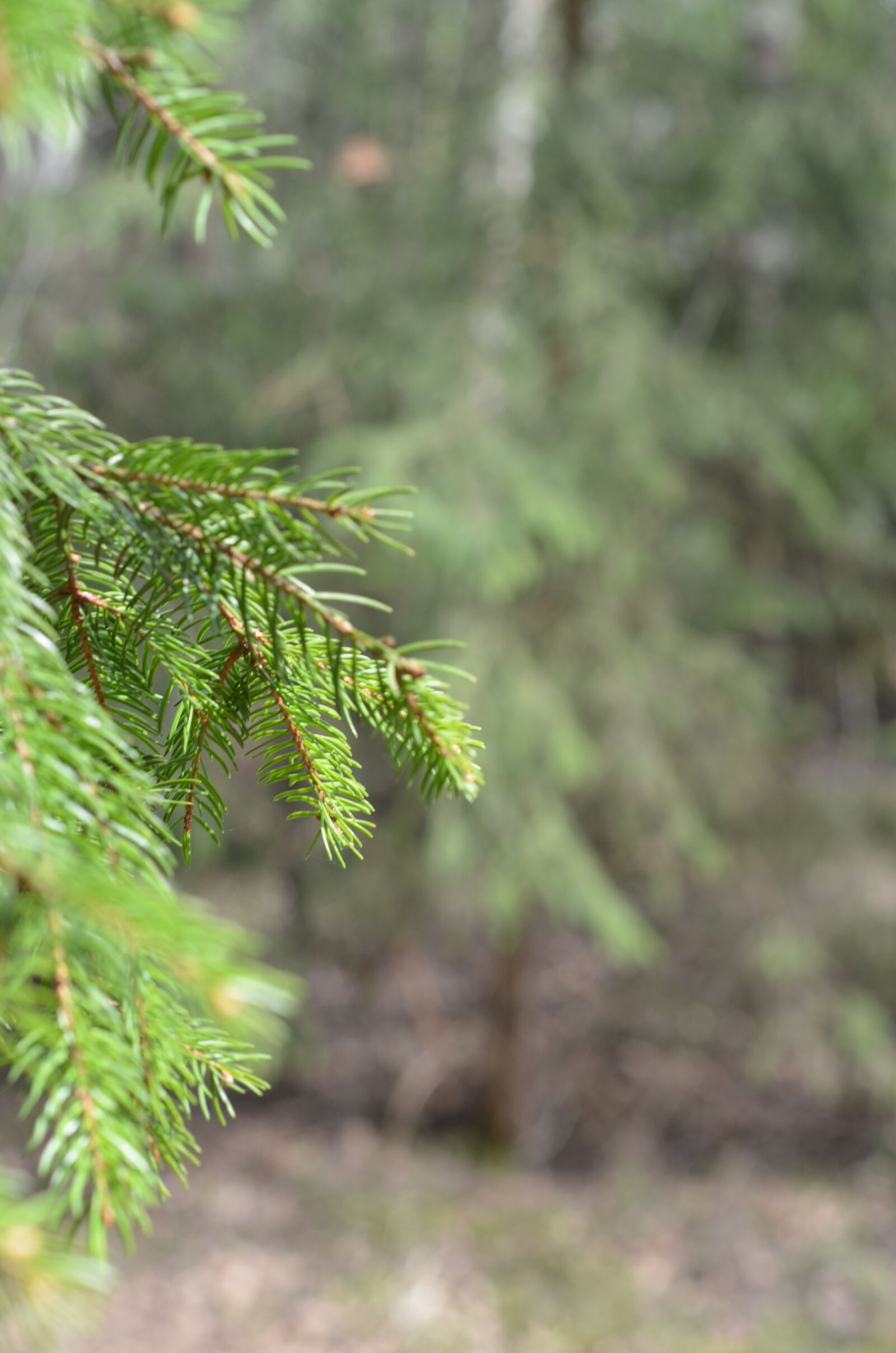 Nikon D7000 sample photo. Tree, trees, nature photography