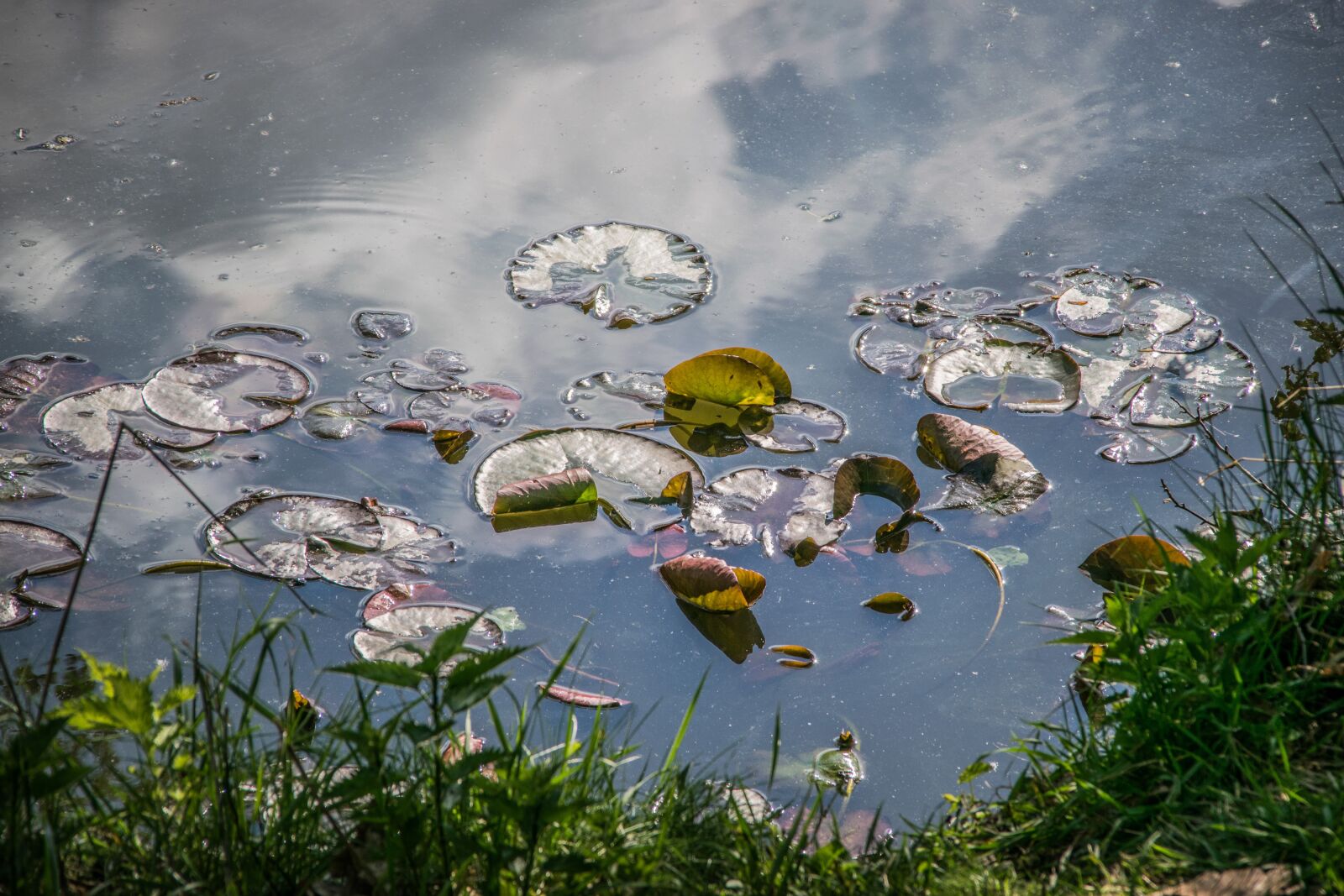 Nikon D5300 sample photo. Reflection, surface, water photography