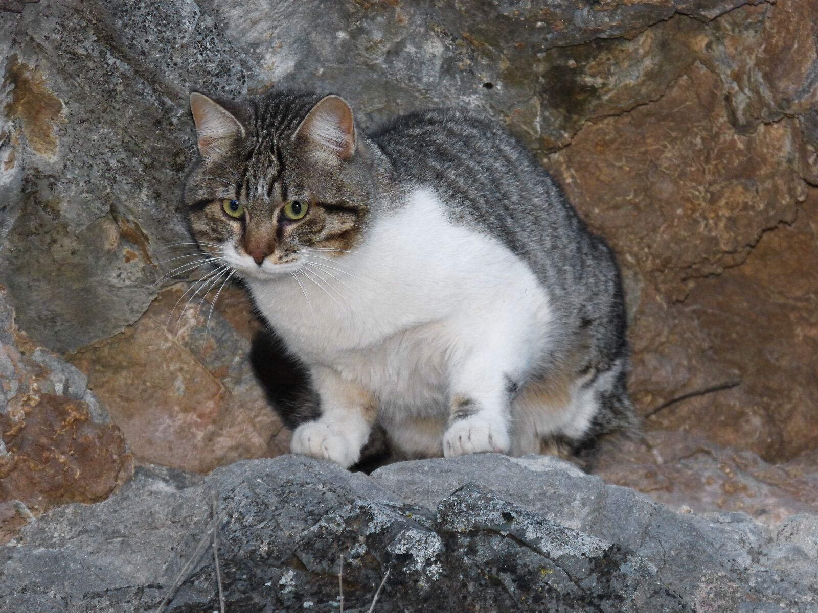 Panasonic DMC-FZ62 sample photo. Cat, feline, rocks photography