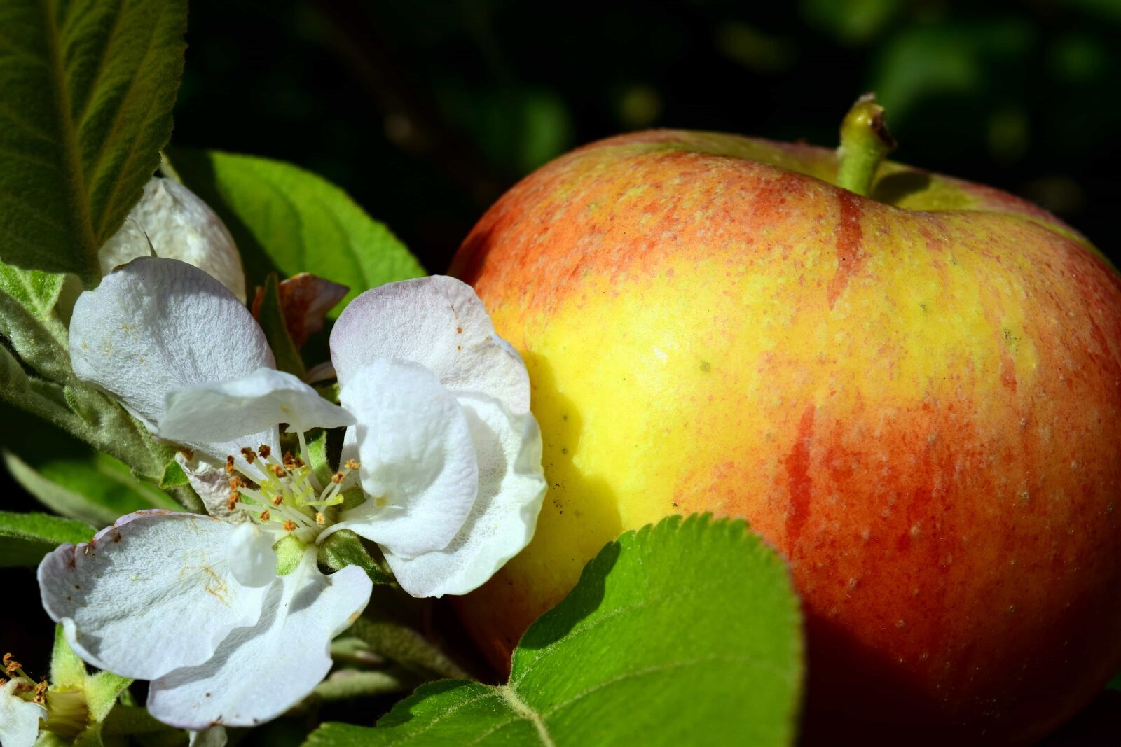 Nikon D3300 sample photo. Nature, leaf, apple, fruit photography