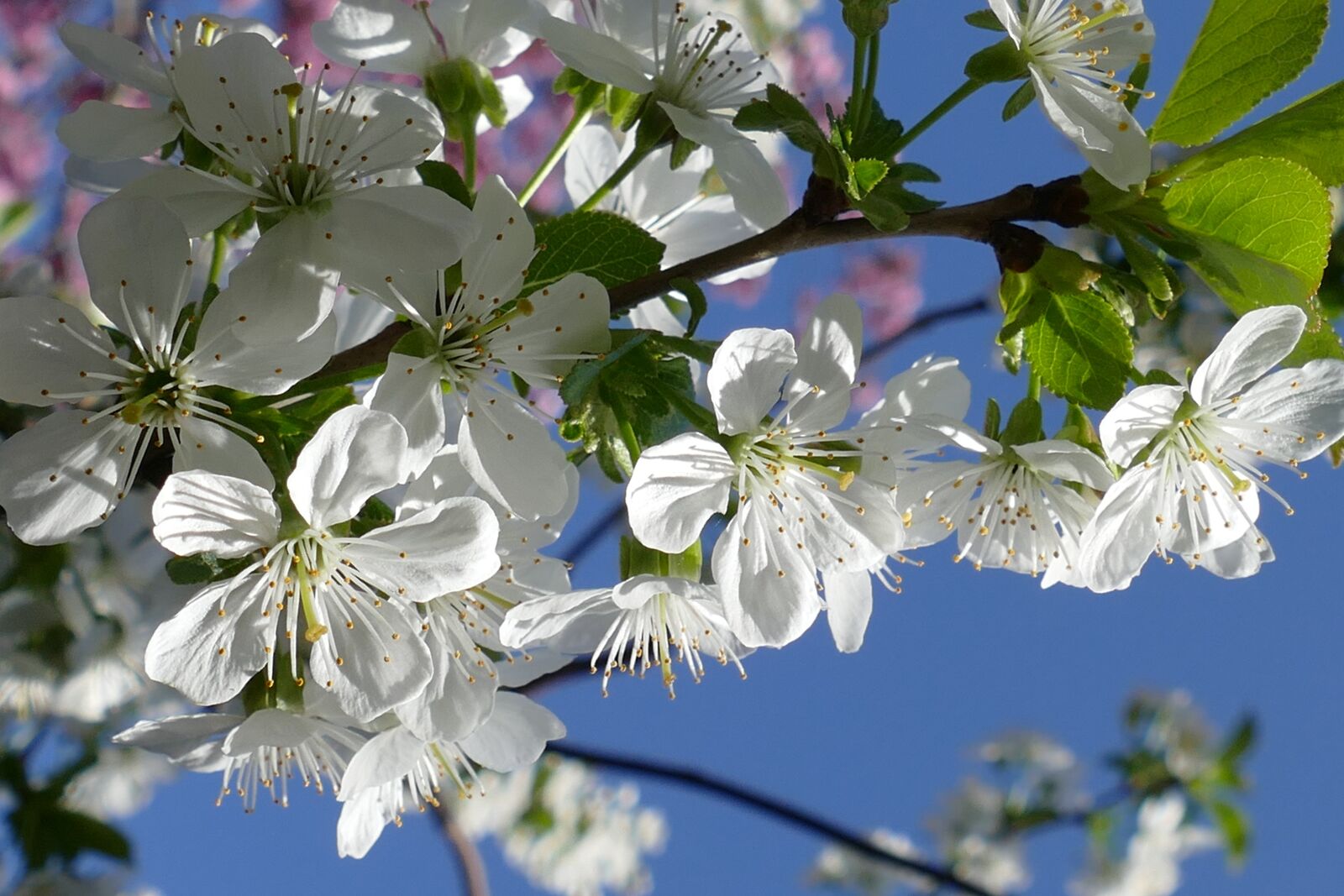 Panasonic Lumix DMC-FZ1000 sample photo. Cherry blossom, cherry, blossom photography