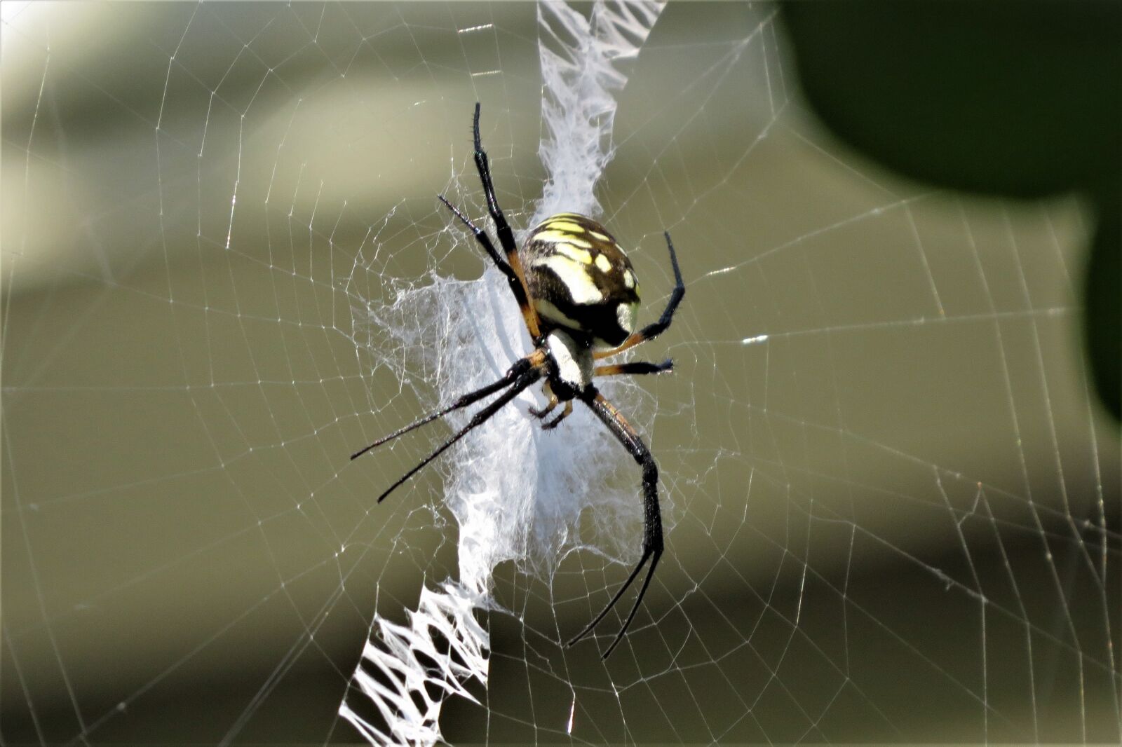 Canon PowerShot SX50 HS sample photo. Insect, spider, colorful photography