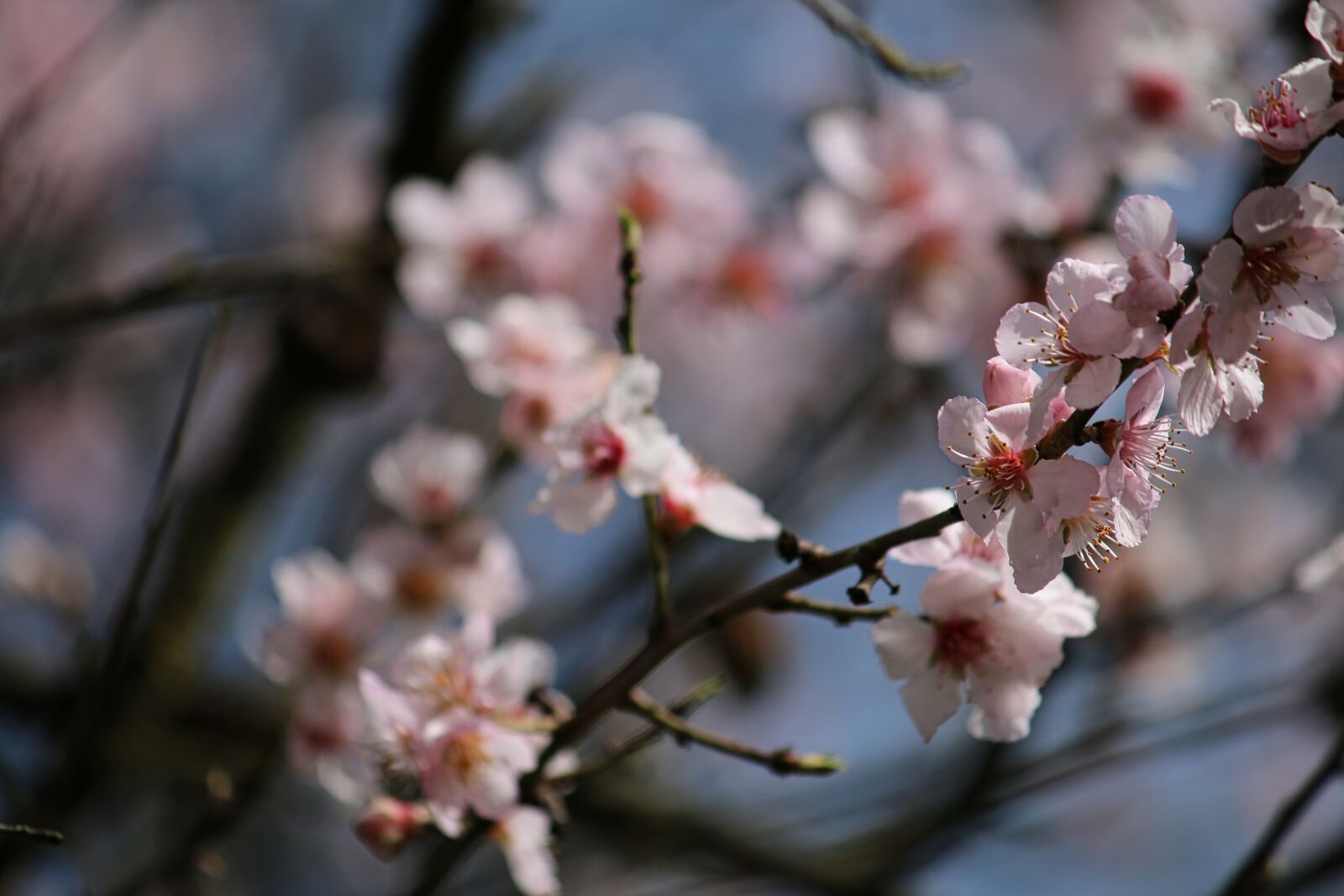 Canon EOS 70D + Canon EF-S 55-250mm F4-5.6 IS sample photo. Almond, pink, spring photography