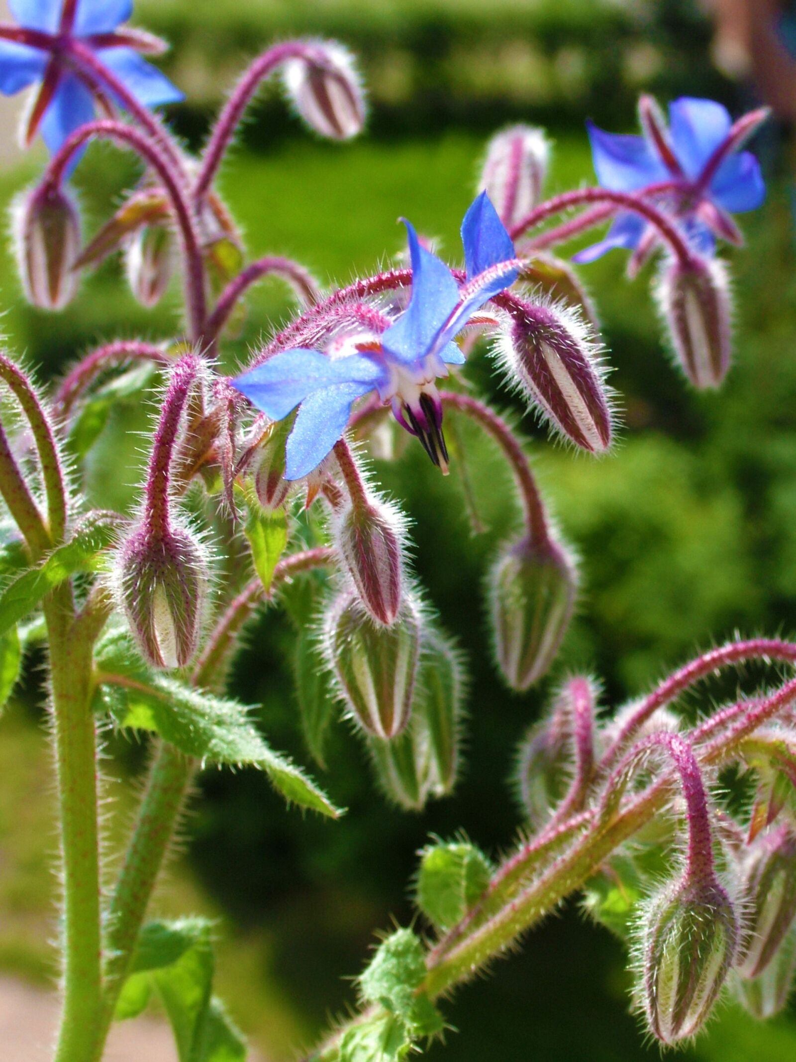 Fujifilm FinePix S7000 sample photo. Flower, plant, blue photography