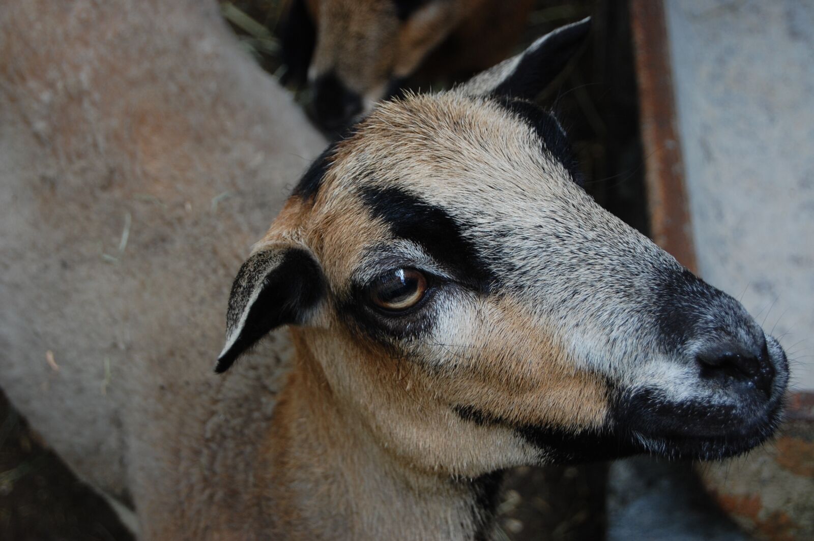 Nikon D40 sample photo. Goat, brown, head photography