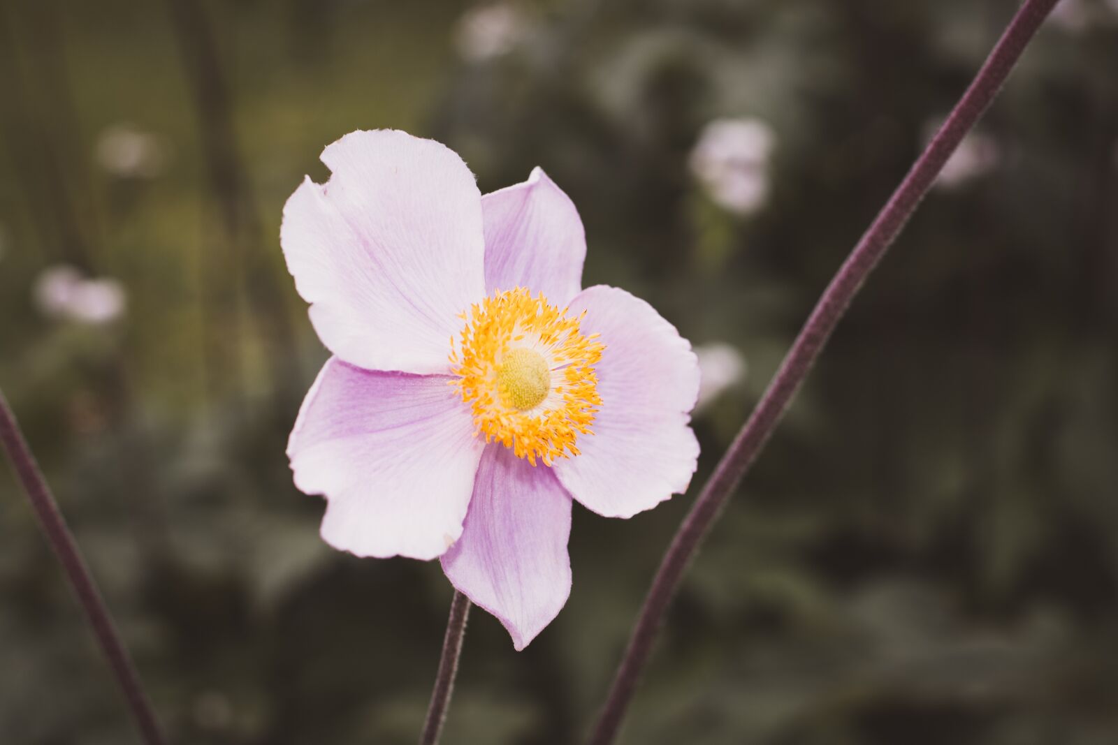 Nikon D7100 sample photo. Anemone, blossom, bloom photography
