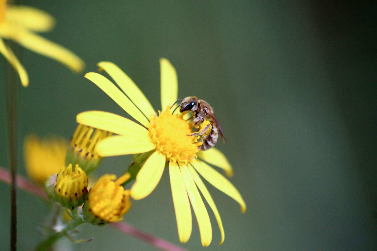 Canon EOS 7D sample photo. Bee, flower, insects photography