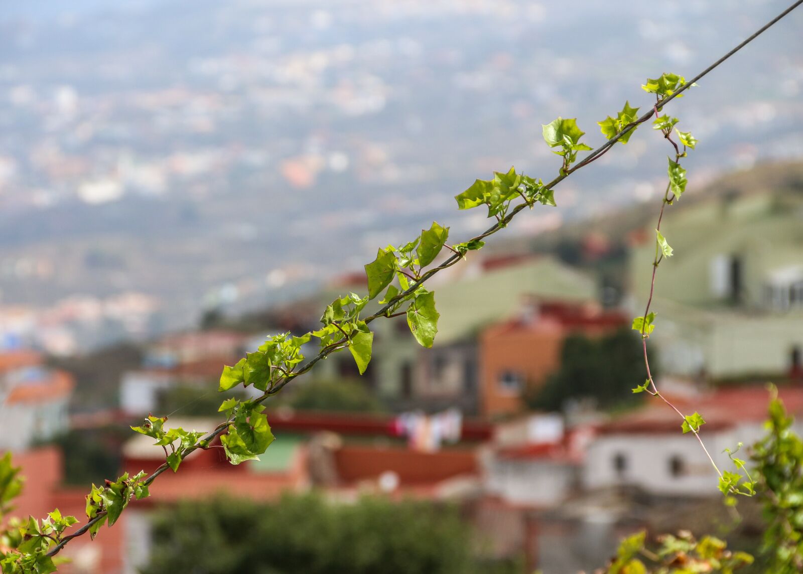 Canon EOS 650D (EOS Rebel T4i / EOS Kiss X6i) sample photo. Ivy, entwine, plant photography