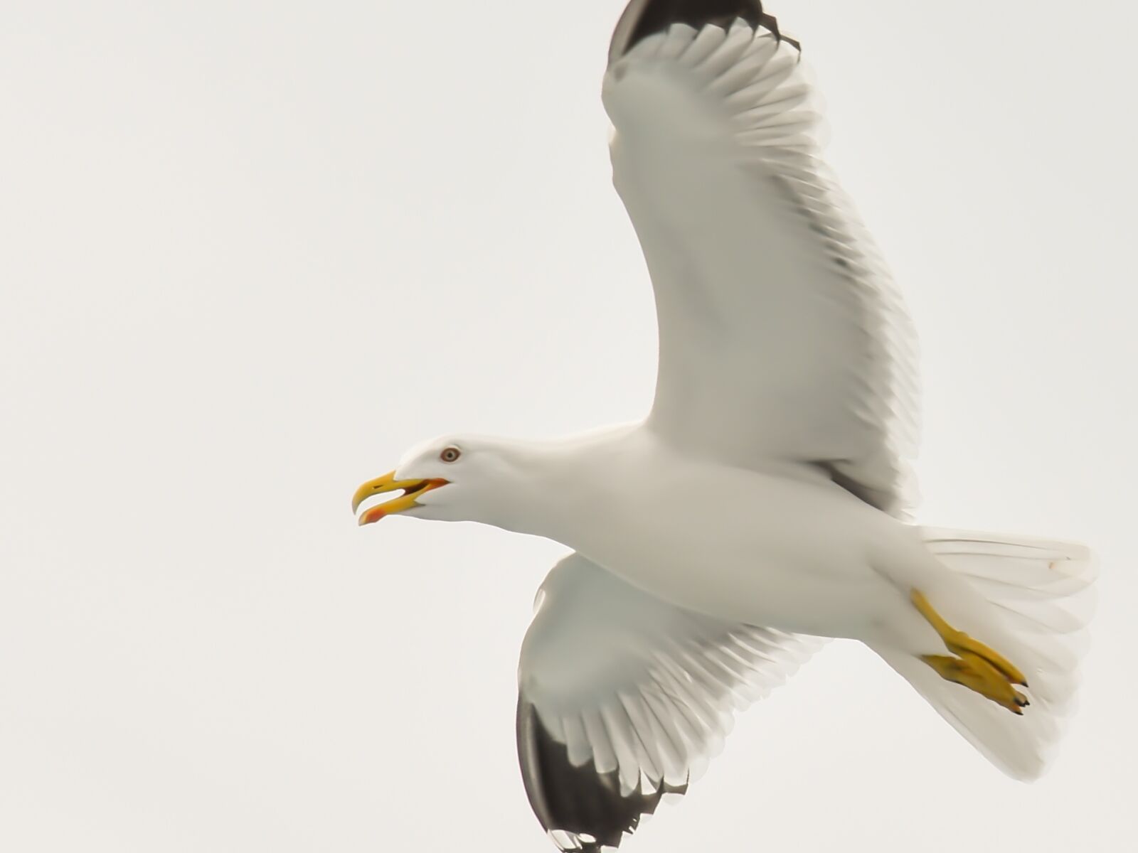 Nikon D7200 sample photo. Seagull, sea, aegean photography