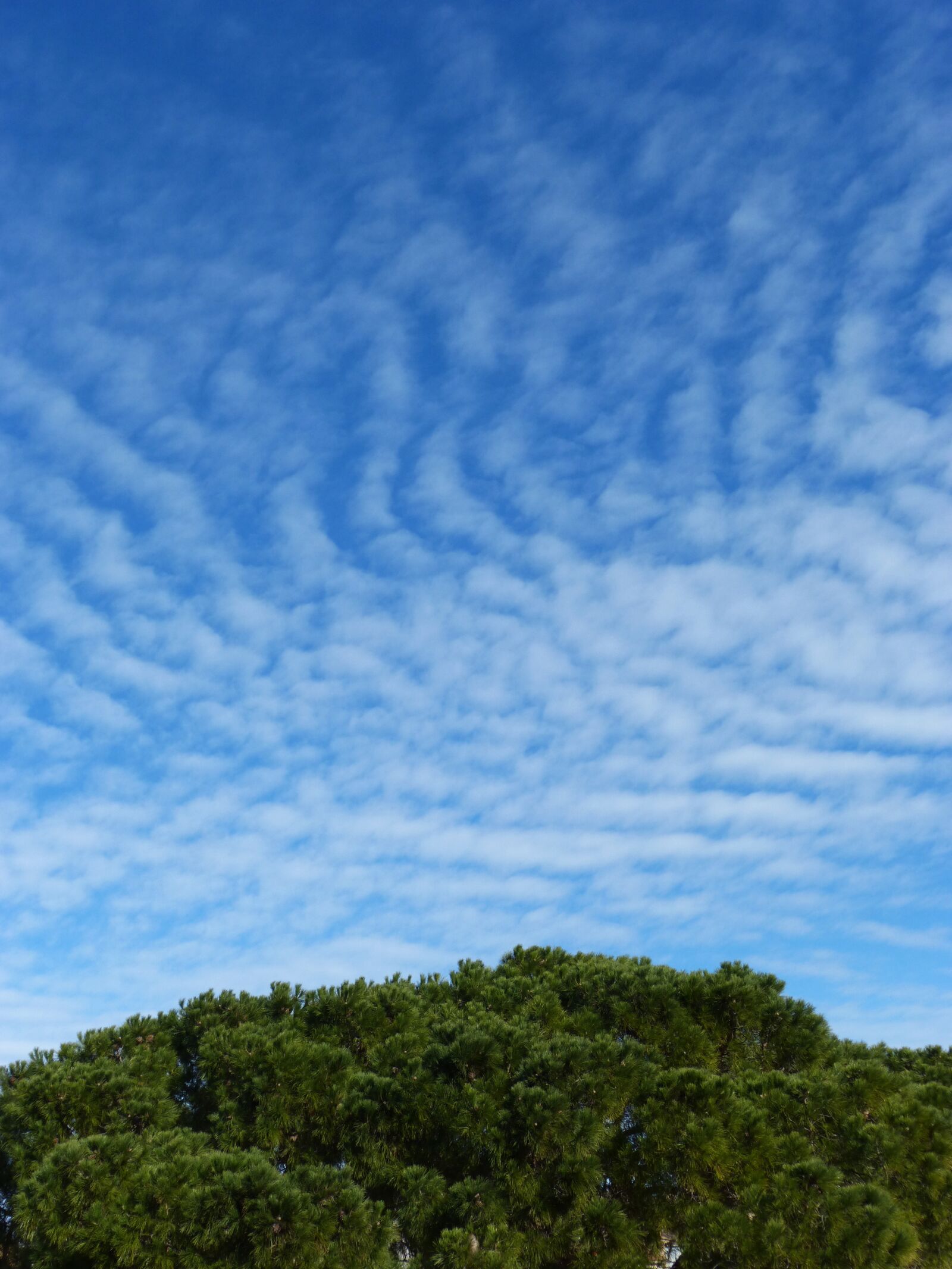 Panasonic DMC-FZ62 sample photo. Sky, cirrostratus, wind photography