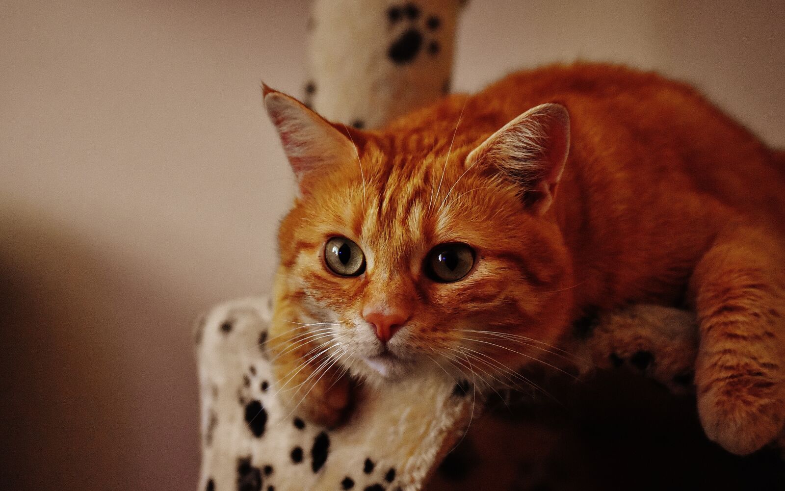 Nikon D7200 sample photo. Cat, red, cute photography