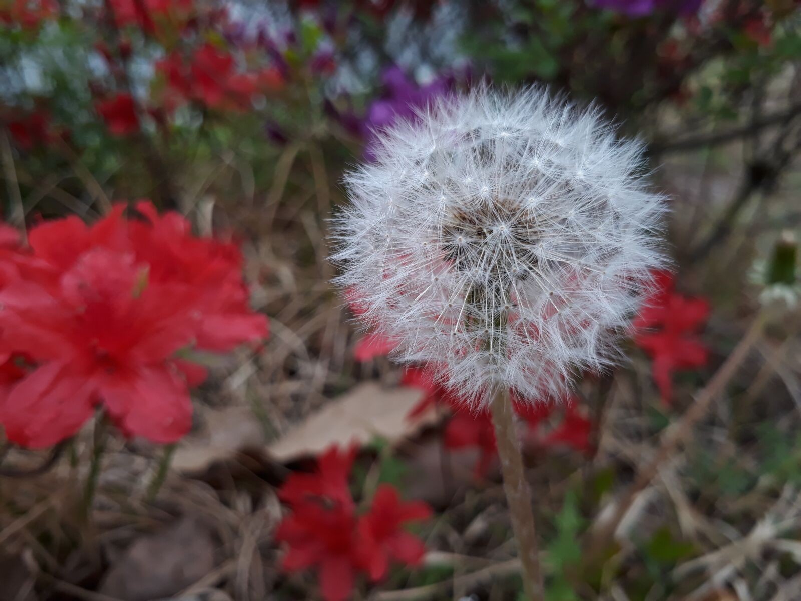 Samsung Galaxy On7(2016) sample photo. Dandelion, mr hall, seeds photography