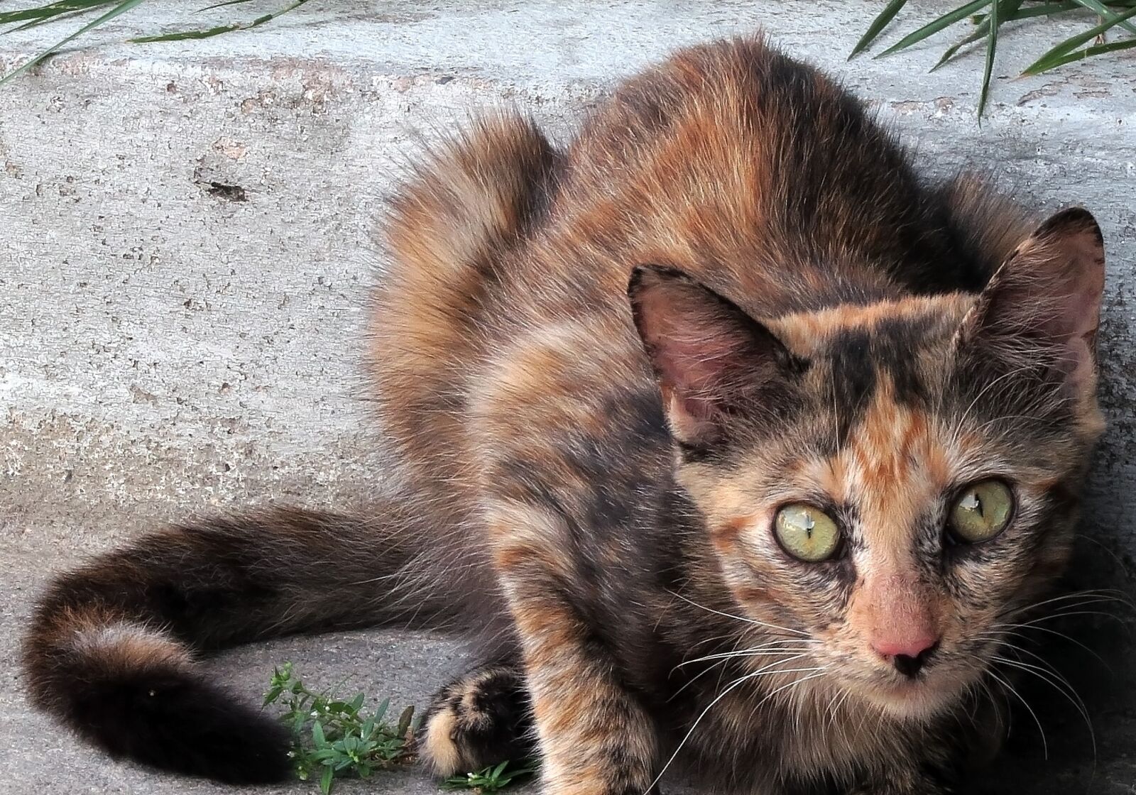 Canon PowerShot SX50 HS sample photo. Cat, animal, expression photography