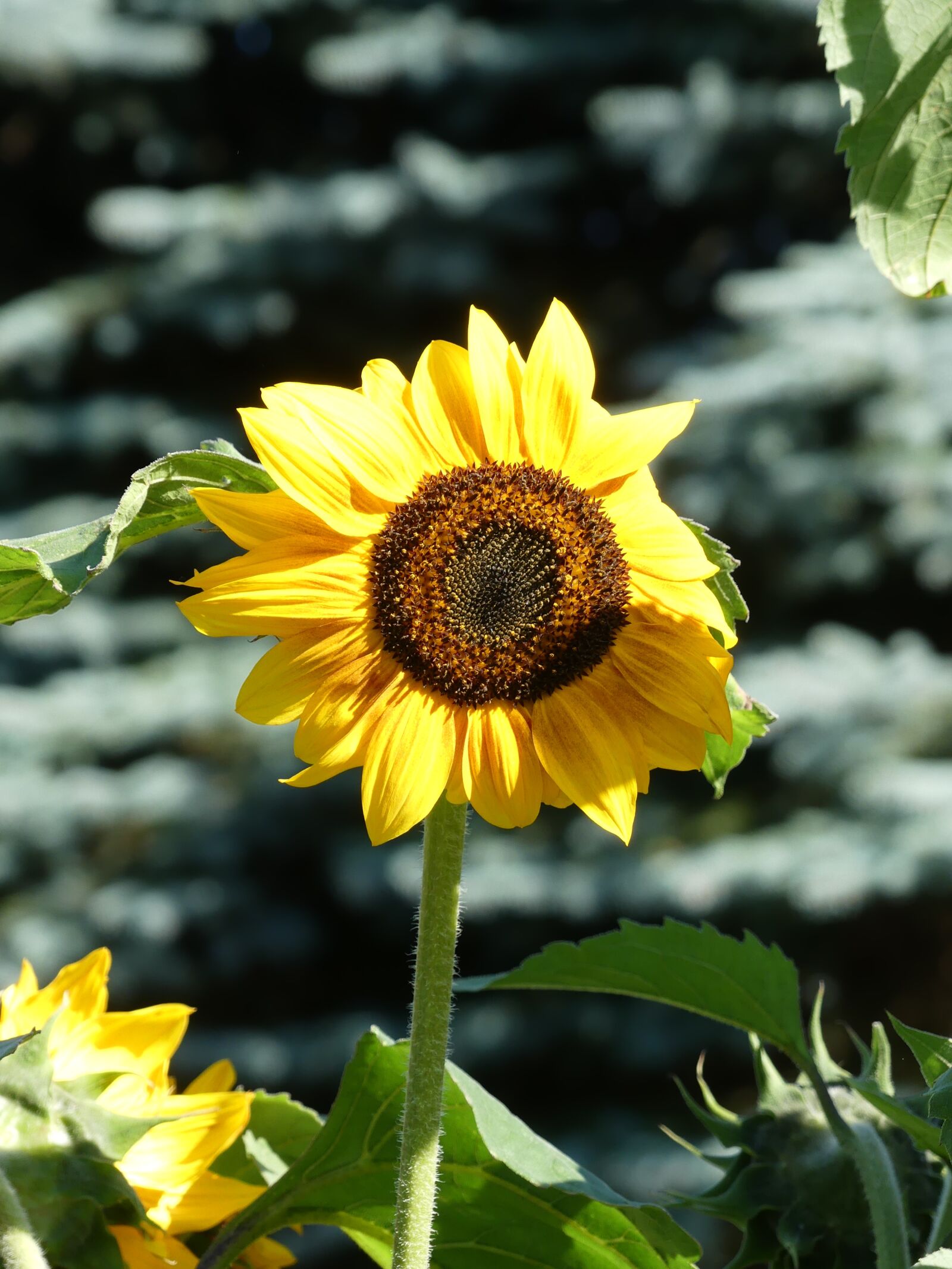 Panasonic Lumix DMC-FZ300 sample photo. Sunflower, garden, sunny photography