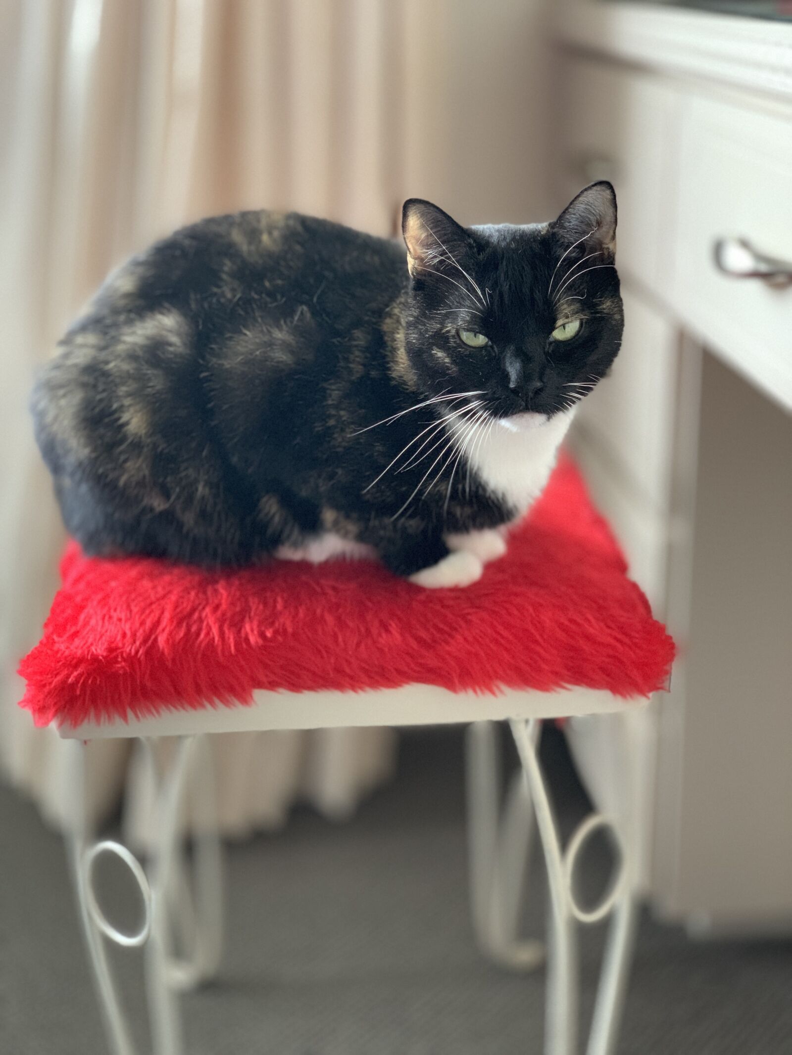 iPhone XS Max back dual camera 6mm f/2.4 sample photo. Cat, stool, tortoiseshell photography