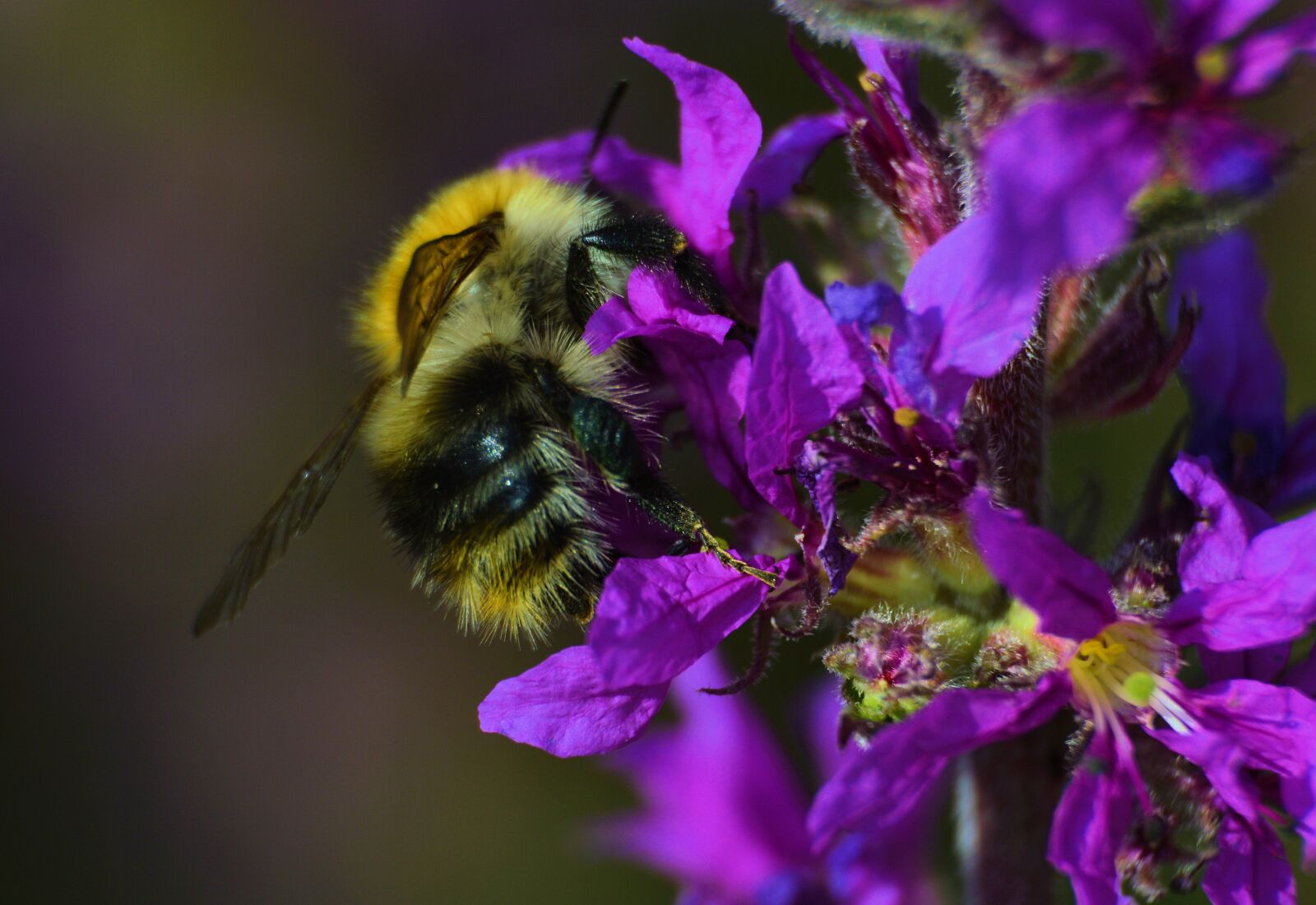 Nikon D3200 sample photo. Meadow hummel, macro, summer photography