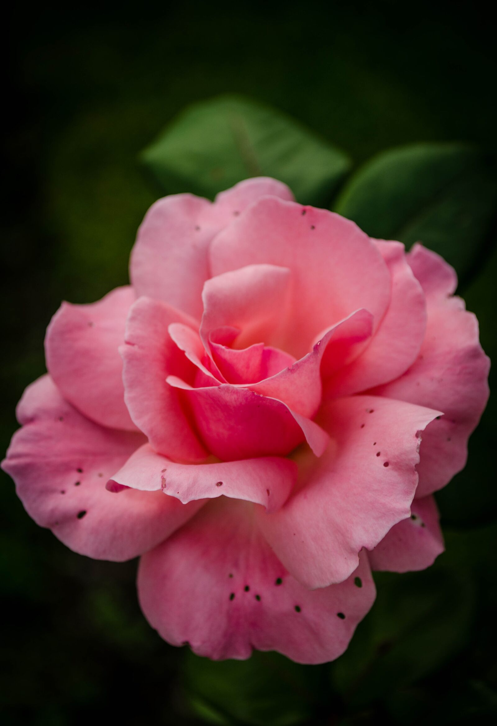 Nikon D5100 sample photo. Nature, rose, flower photography