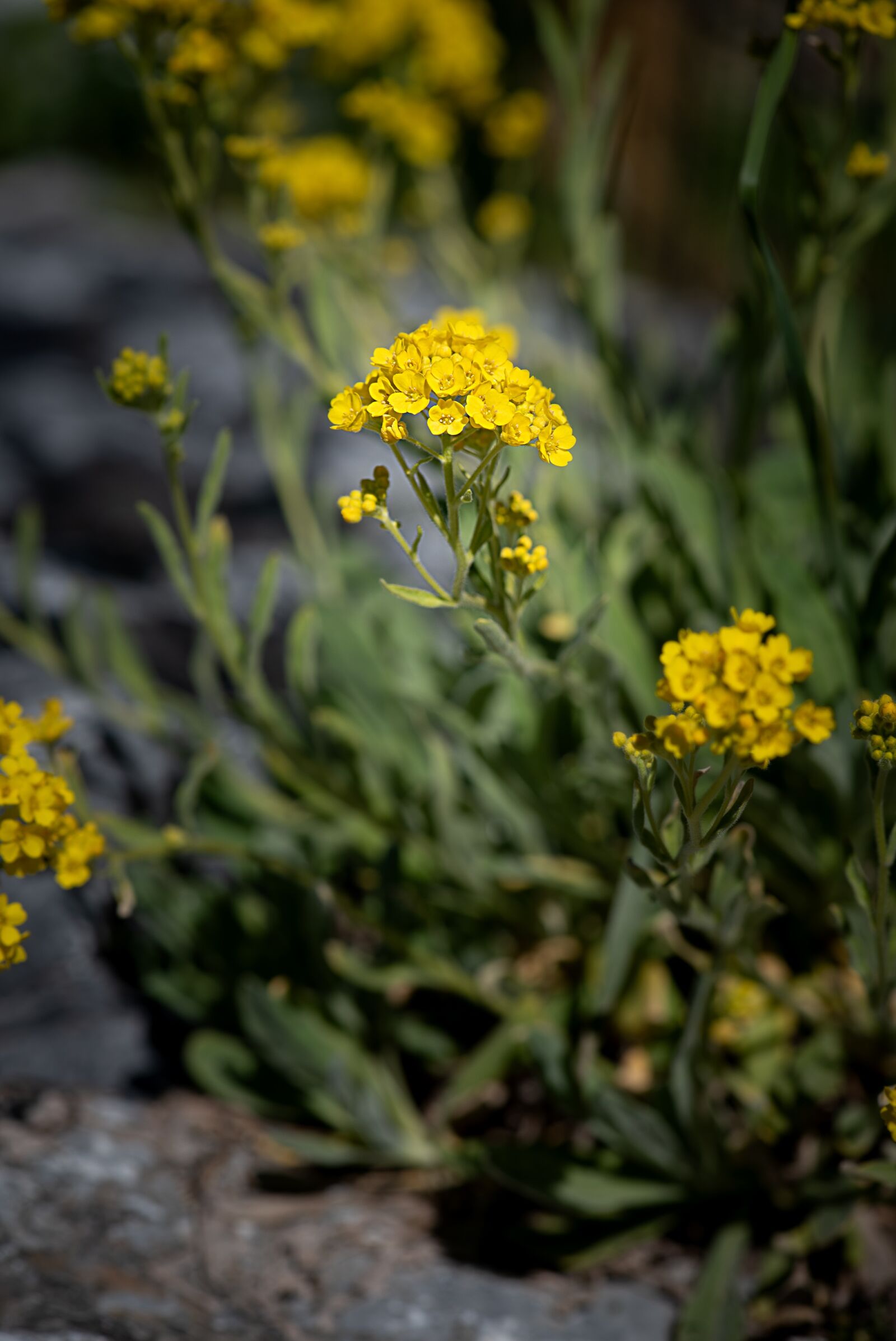 Nikon D750 sample photo. Cushion flower, yellow, yellow photography