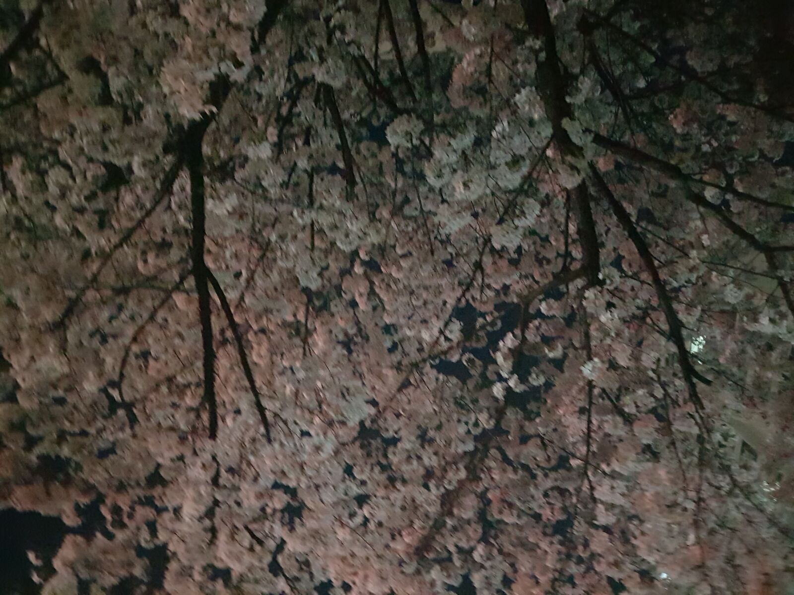 Samsung Galaxy S8+ sample photo. Night, beoc flowers, full photography