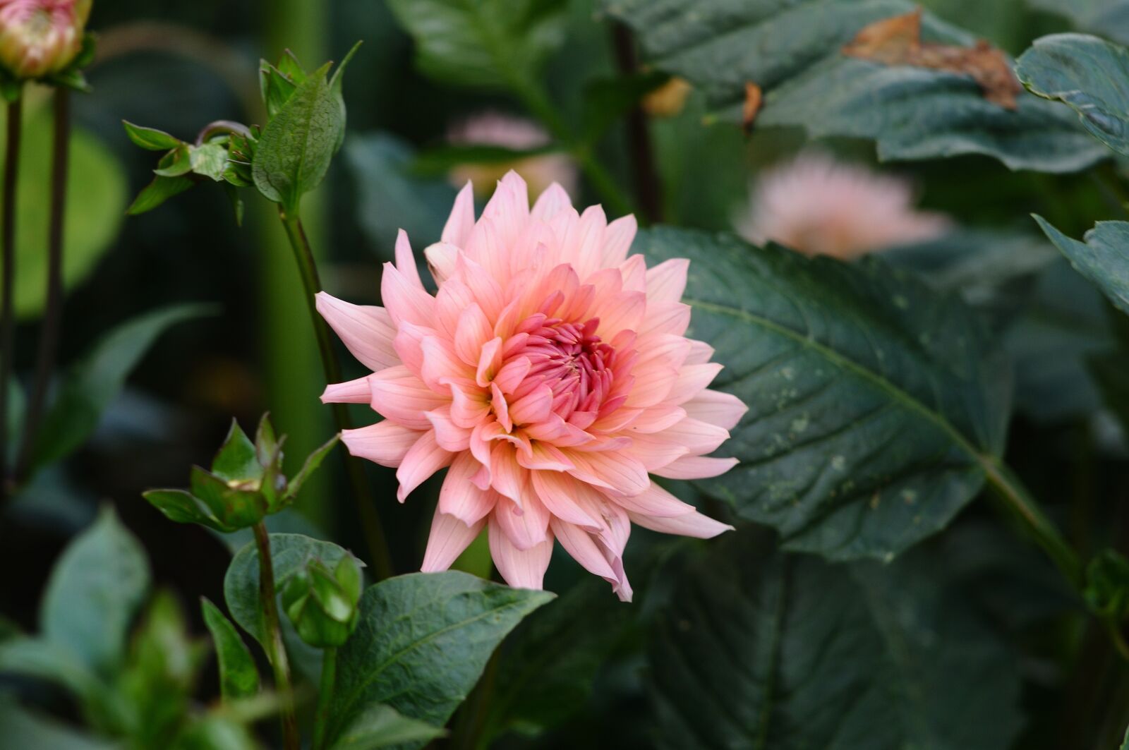 Nikon D90 sample photo. Flower, summer, beauty photography
