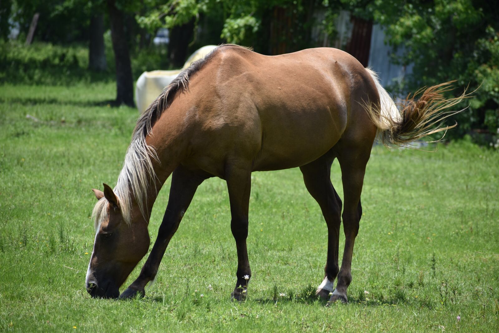 Nikon D3500 sample photo. Horse grazing, wild horse photography