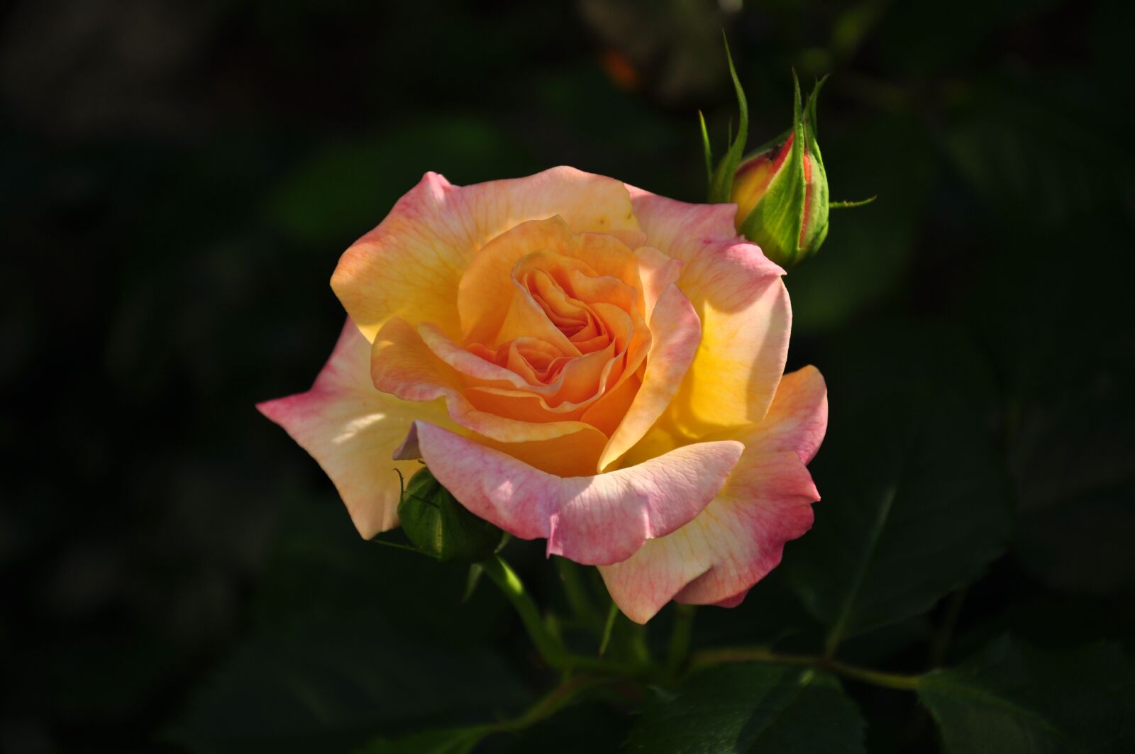 Nikon D5000 sample photo. Rose, multi coloured, blossom photography