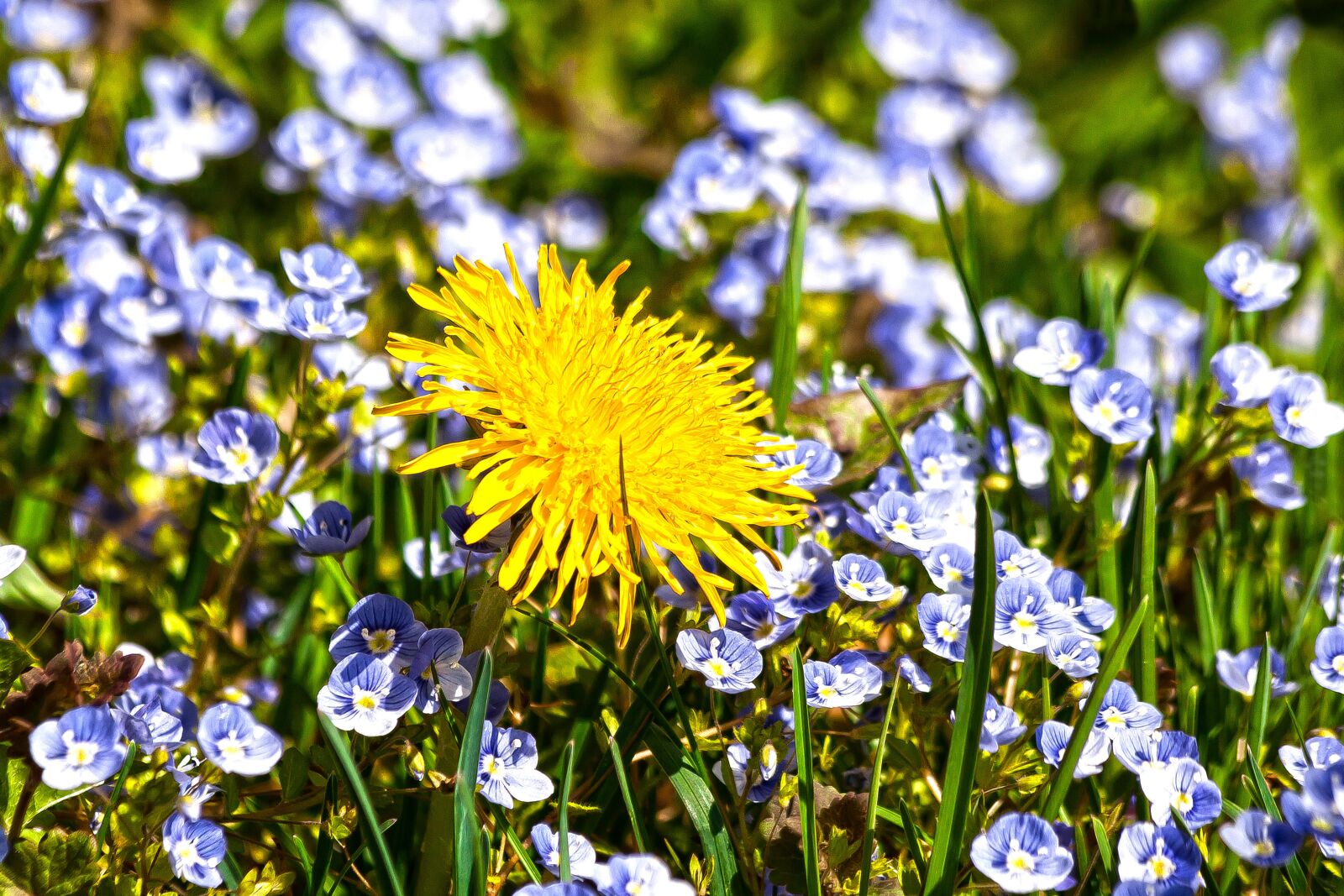 Canon EOS 50D + Canon EF 70-300mm F4-5.6 IS USM sample photo. Dandelion, forget me not photography