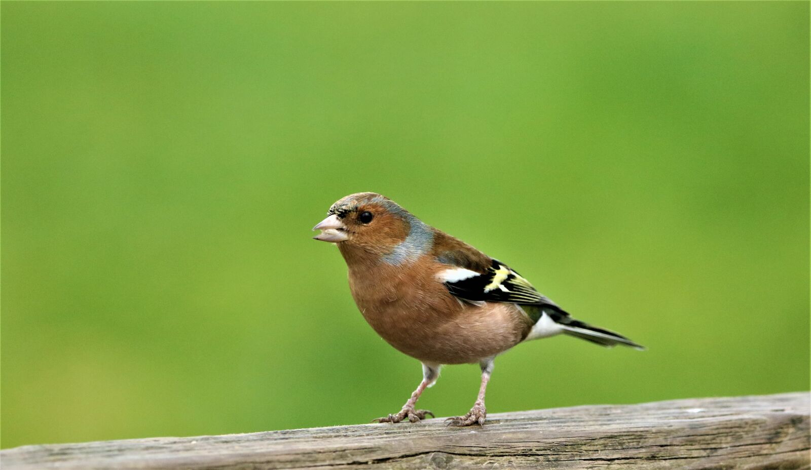 150-600mm F5-6.3 DG OS HSM | Contemporary 015 sample photo. Chaffinch, bird, wildlife photography