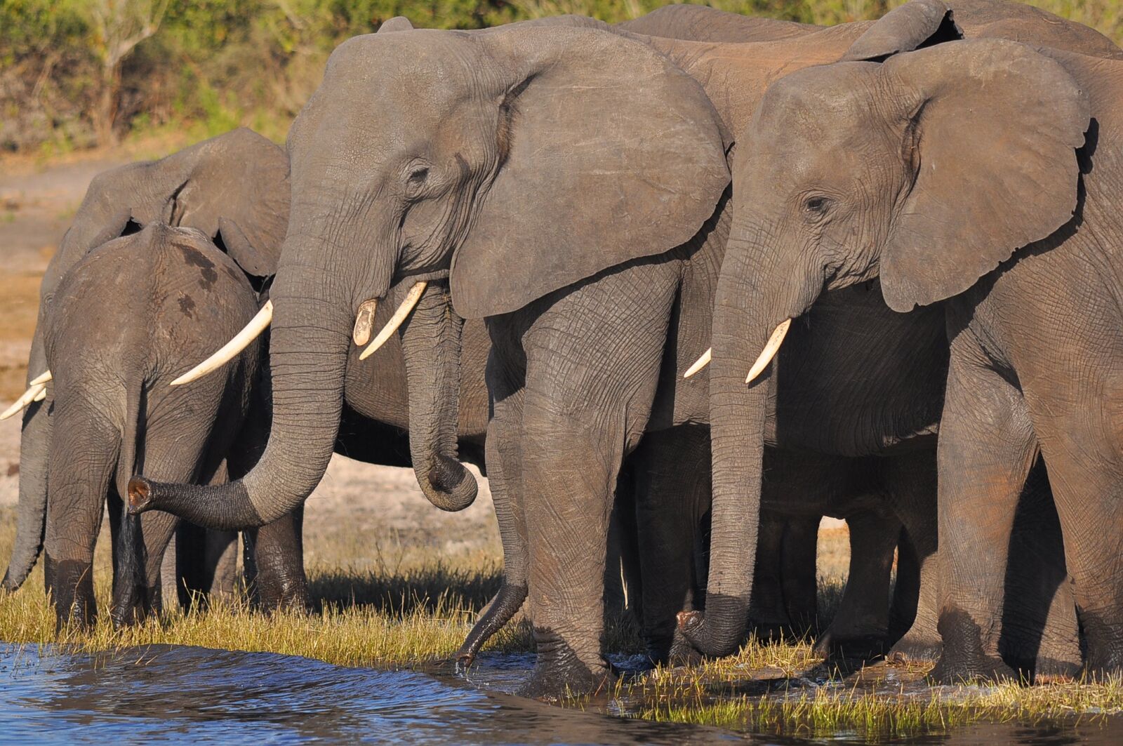 Nikon D90 sample photo. Elephant, ivory, mammal photography