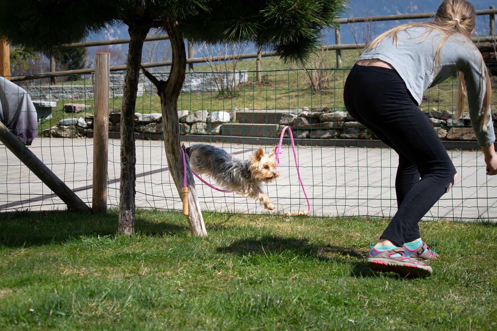 Nikon D7100 sample photo. Dog, dog training, play photography
