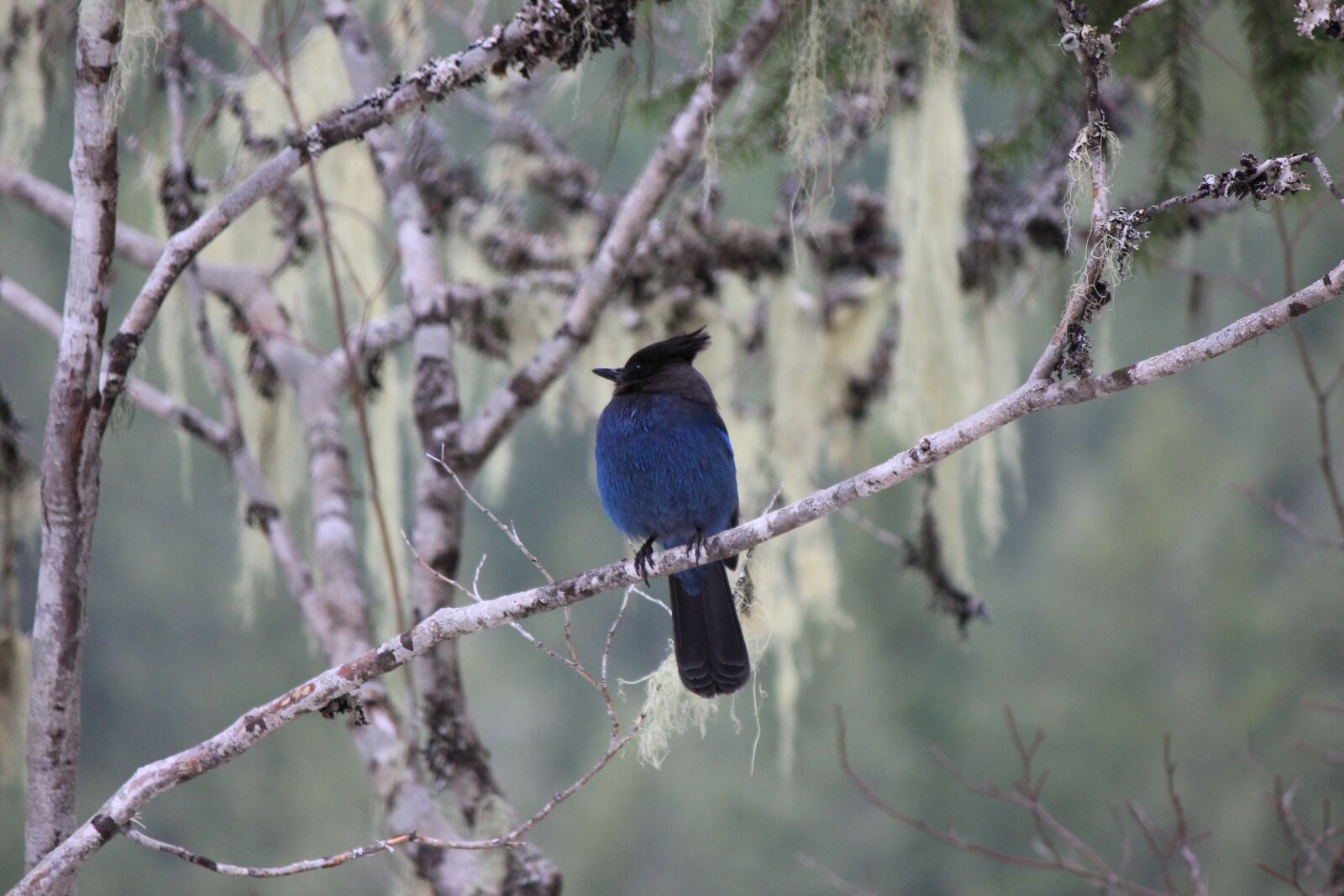 Canon EOS 550D (EOS Rebel T2i / EOS Kiss X4) sample photo. Blue, bird, animal photography