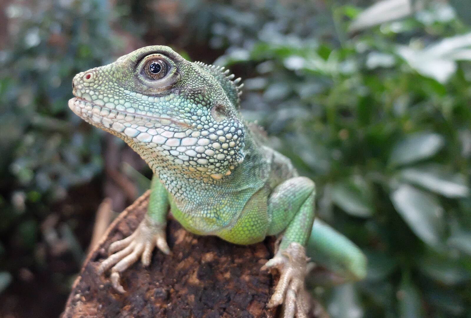 Fujifilm X30 sample photo. Lizard, eye, animal photography