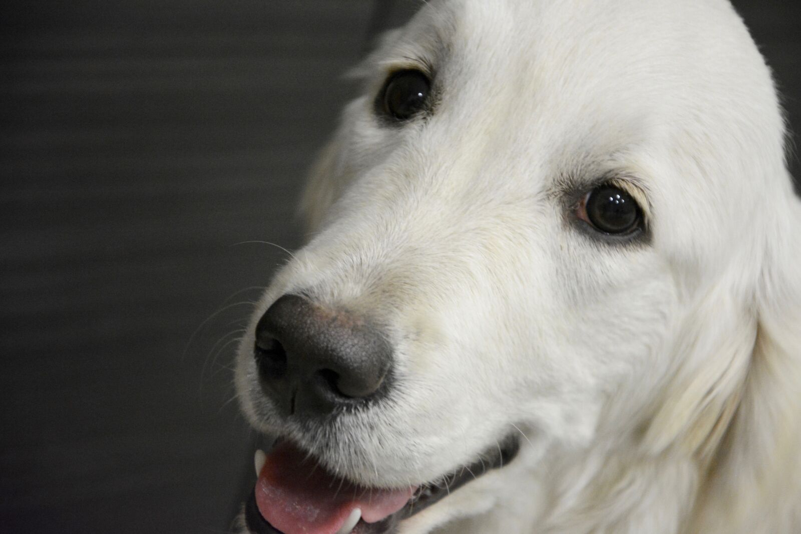Nikon D5200 sample photo. Golden retriever, head, dog photography